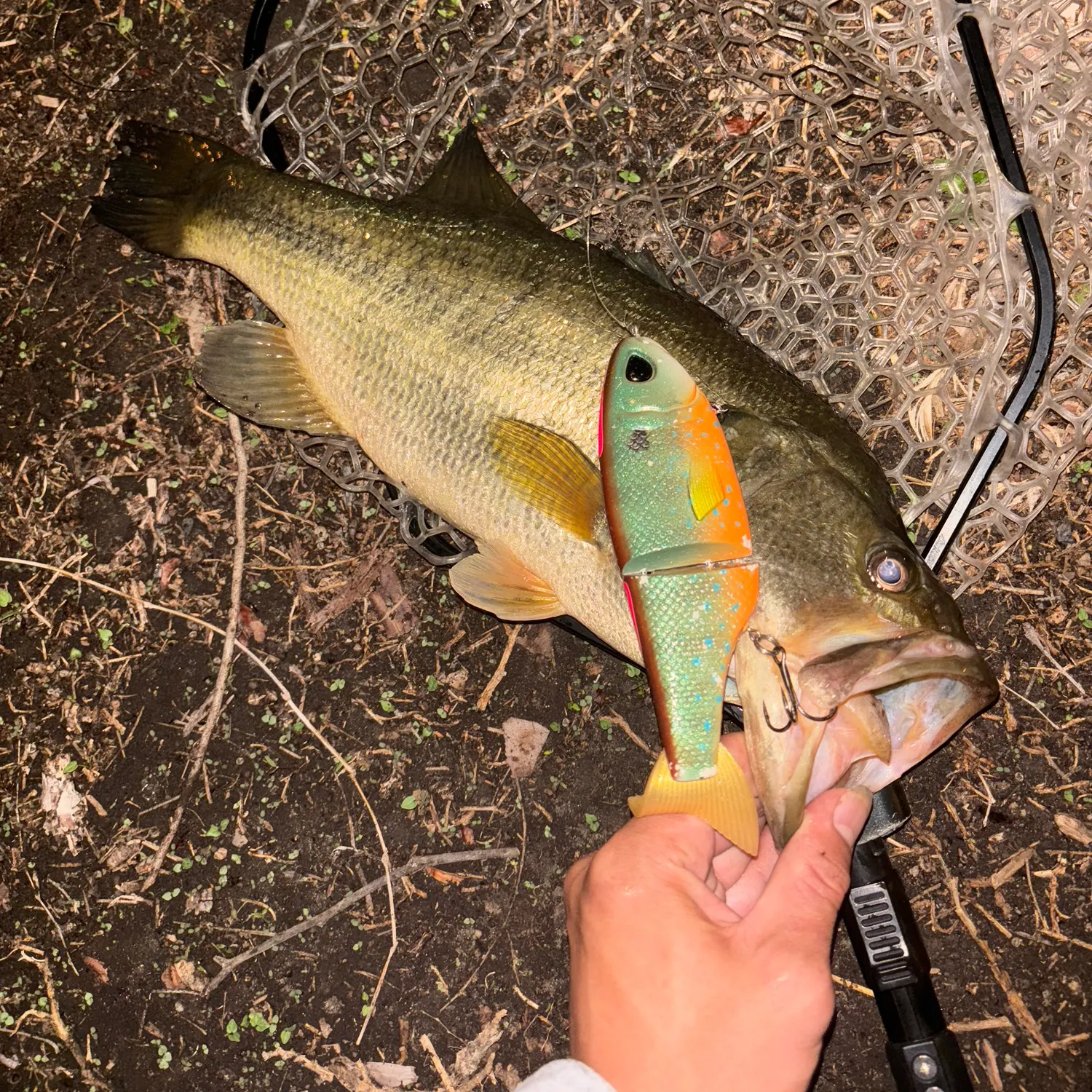 Largemouth bass caught on Fishbrain
