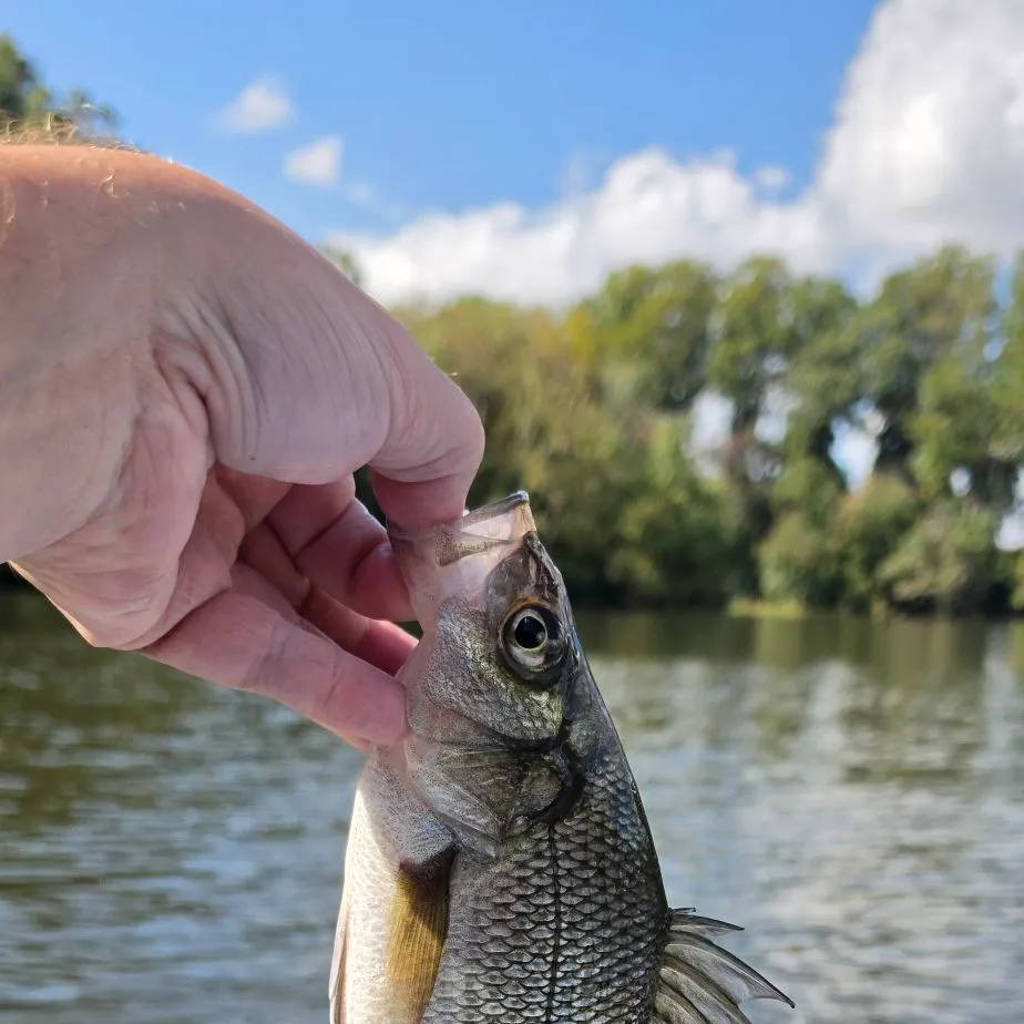 White perch caught on Fishbrain