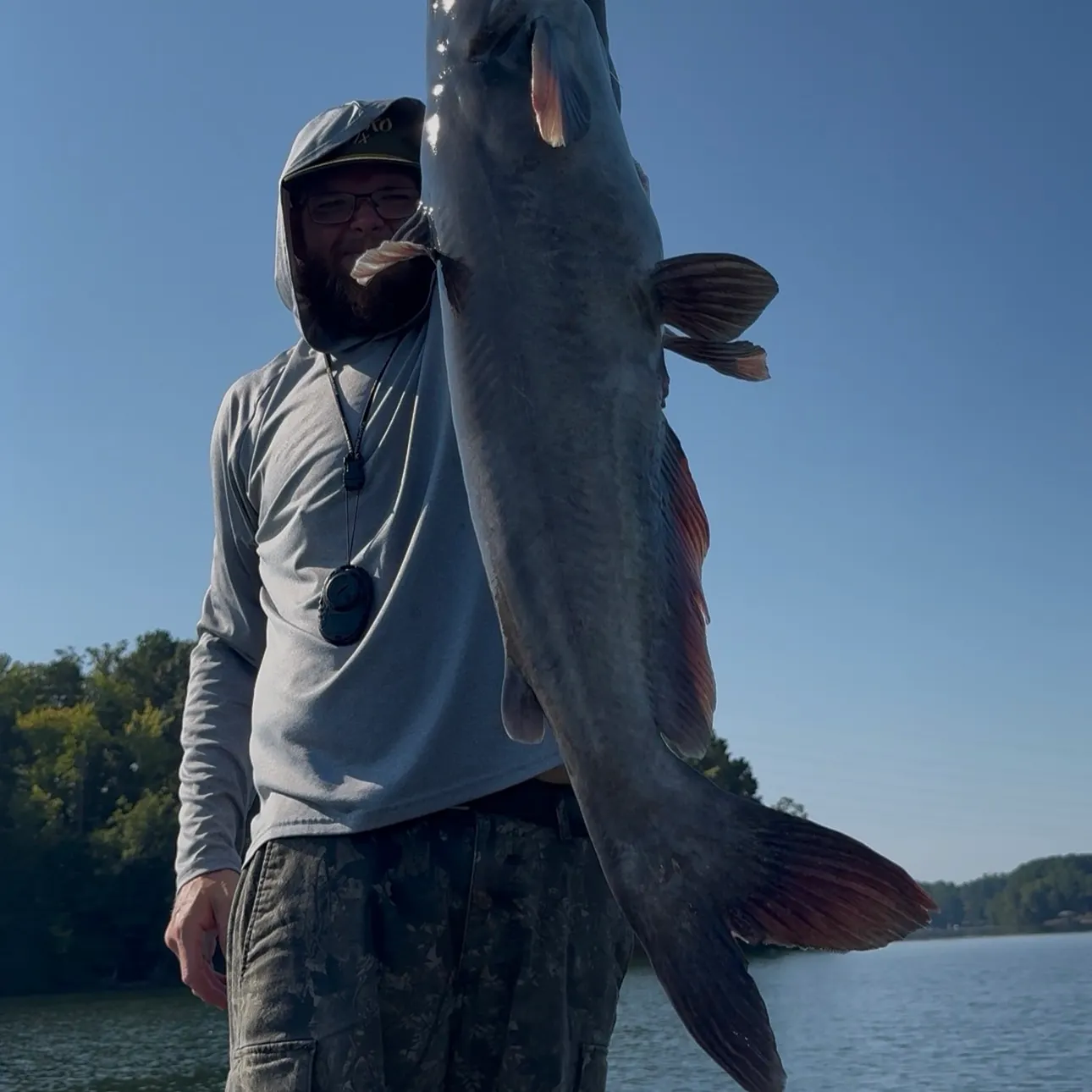 Blue catfish caught on Fishbrain