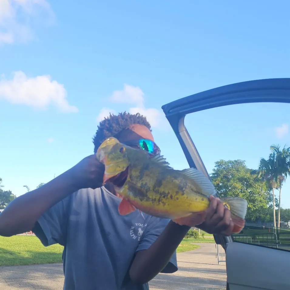 Butterfly peacock bass caught on Fishbrain