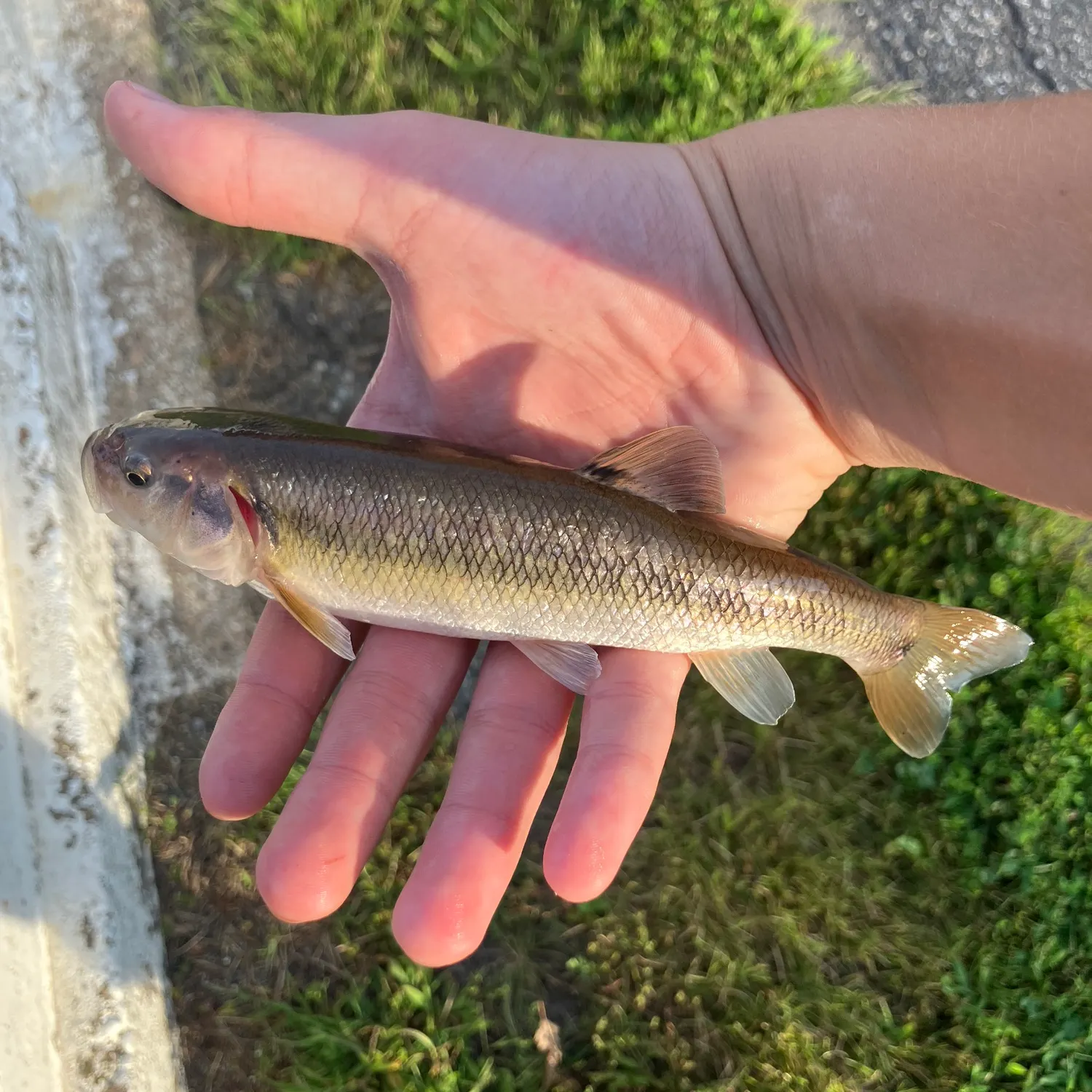 Creek chub caught on Fishbrain
