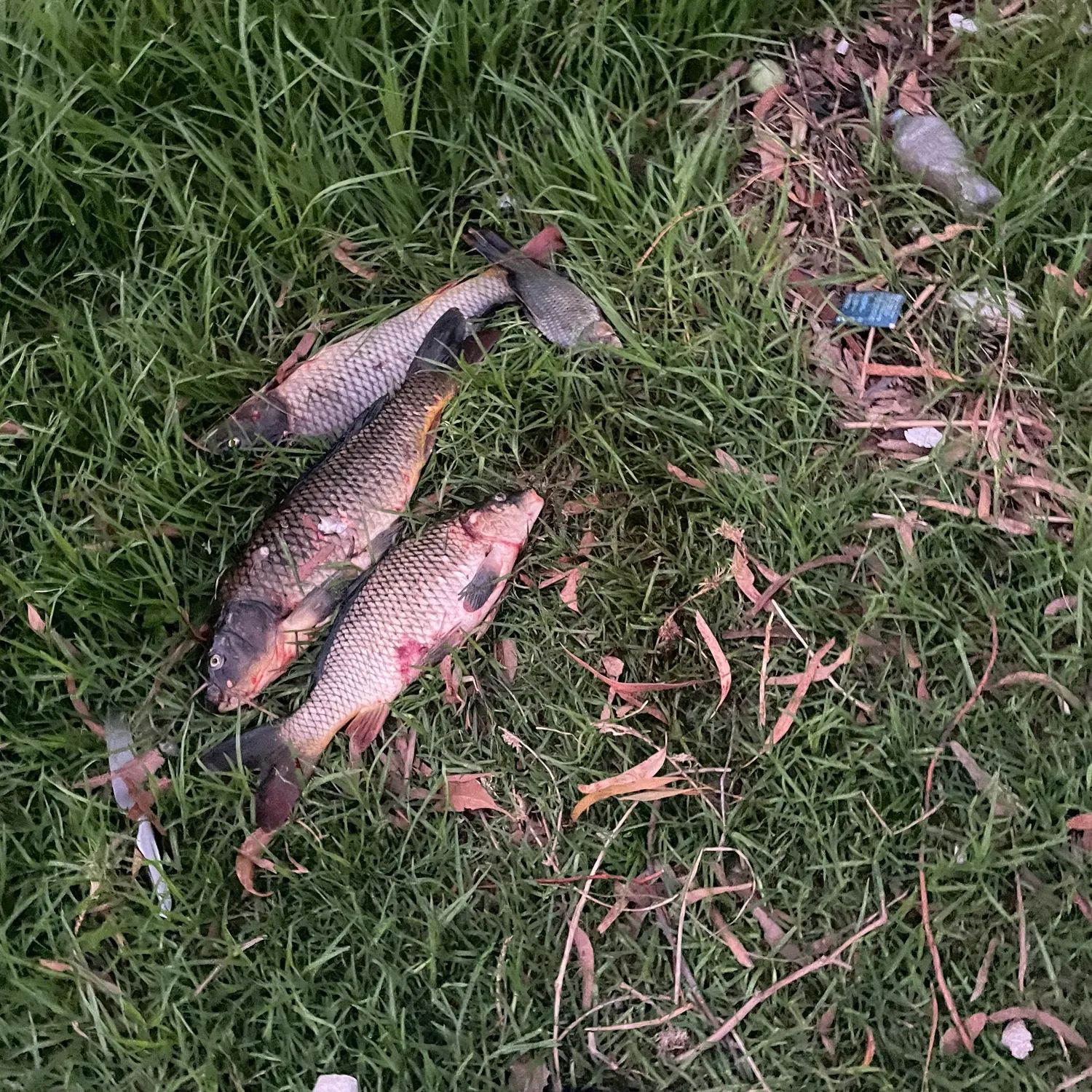 recently logged catches