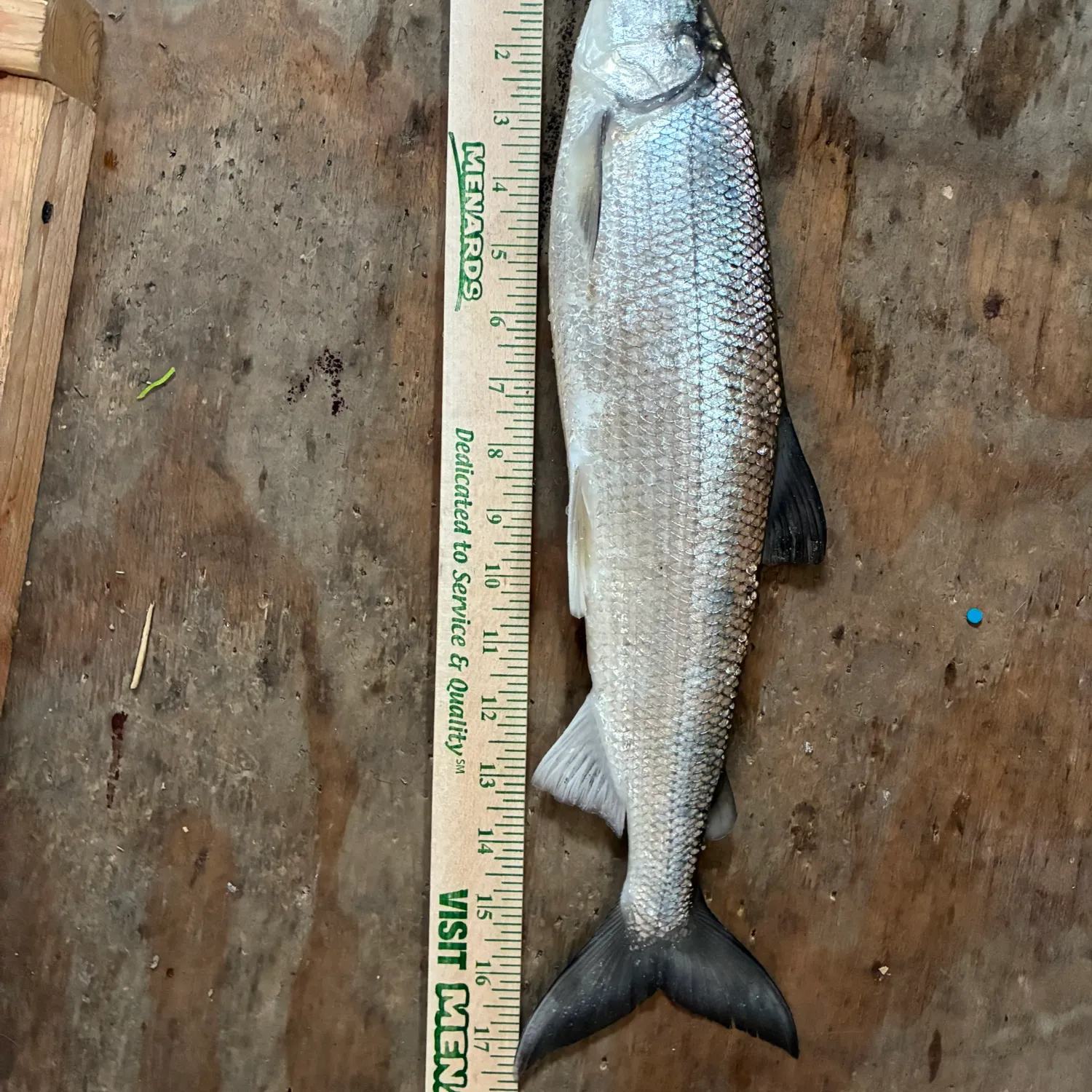 The most recent Northern cisco catches on Fishbrain