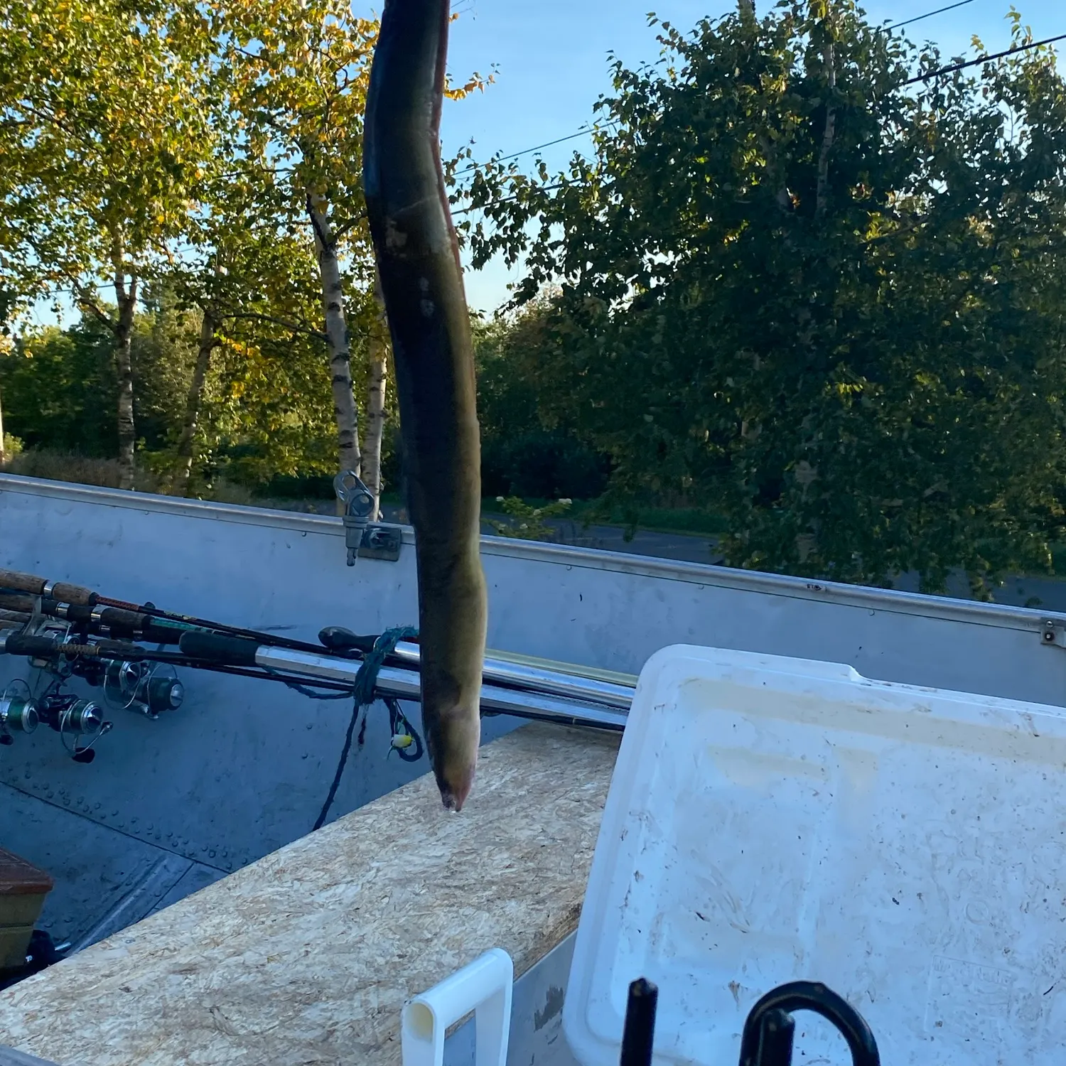 American eel caught on Fishbrain
