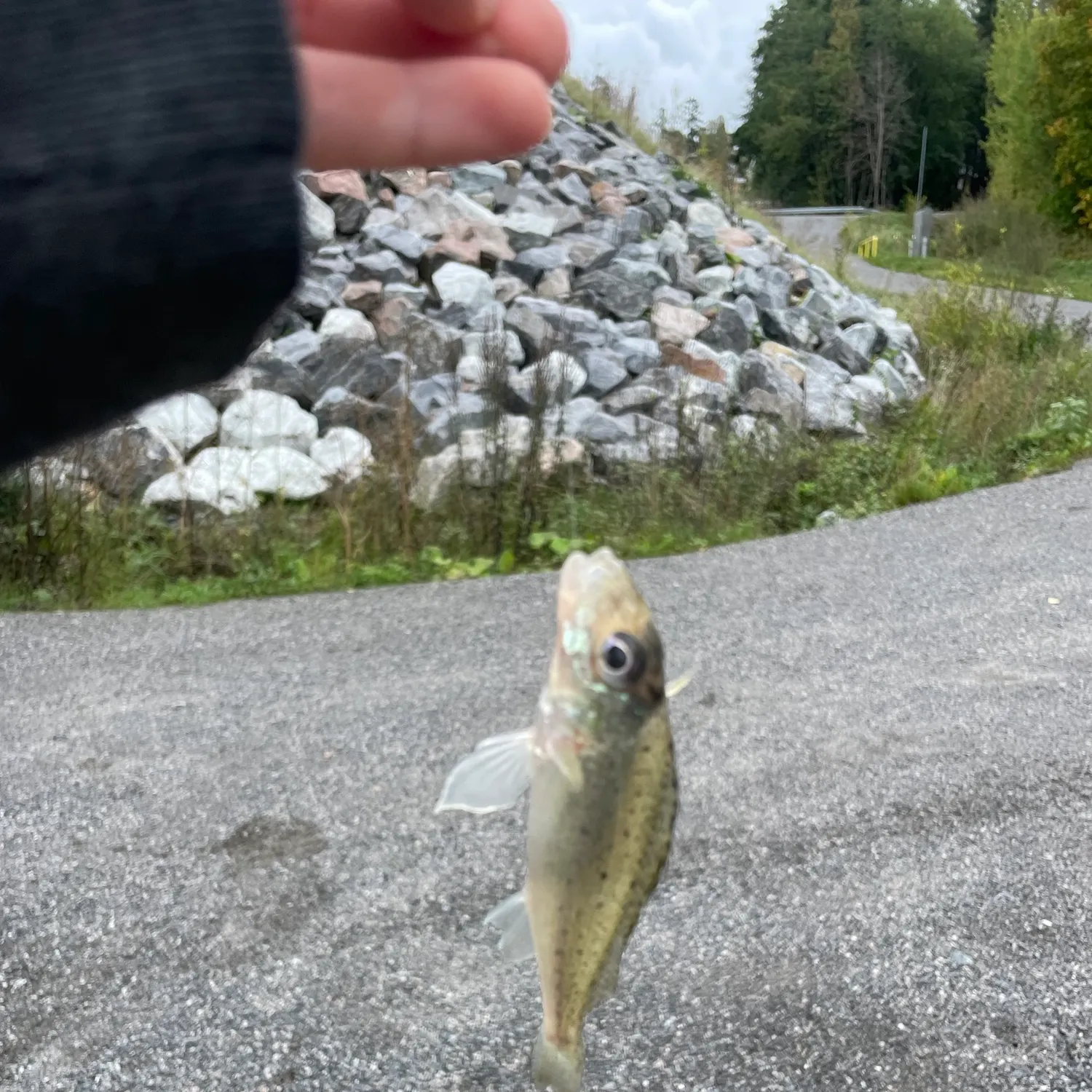The most recent Eurasian ruffe catches on Fishbrain