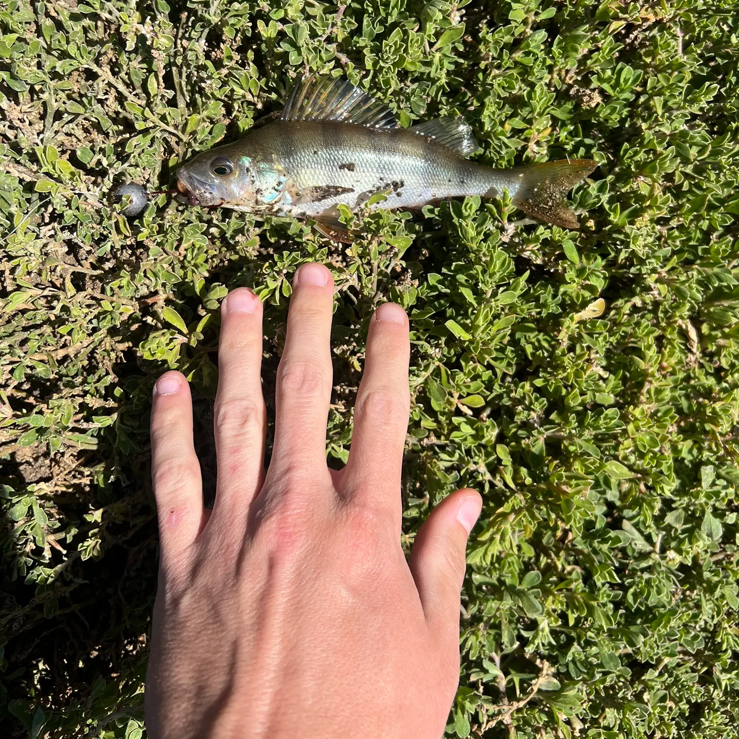 European perch caught on Fishbrain