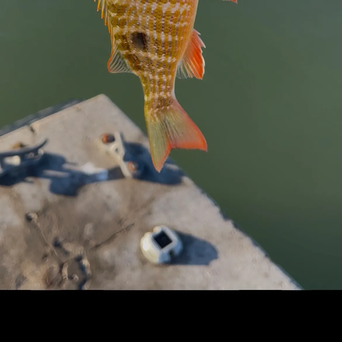 The most recent Mutton snapper catches on Fishbrain