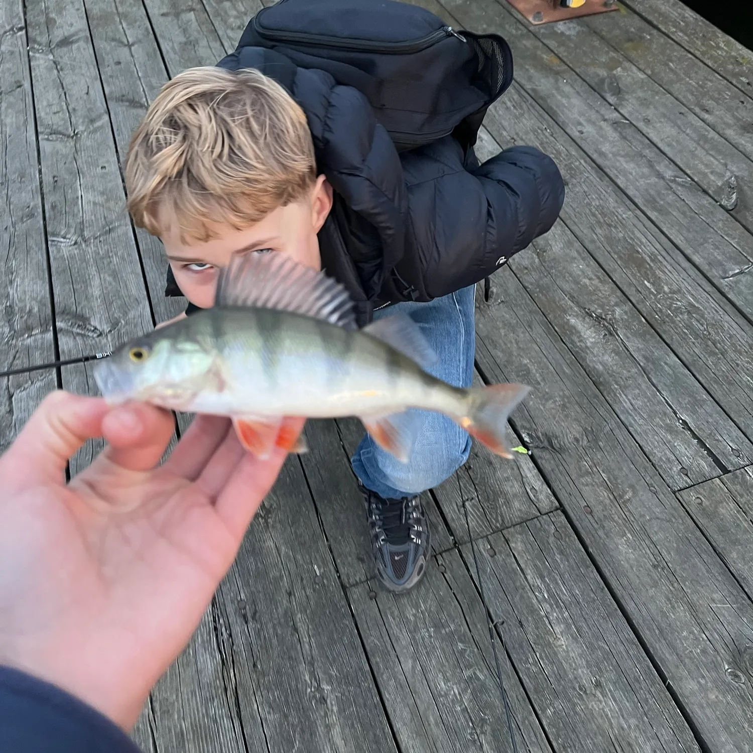 European perch caught on Fishbrain