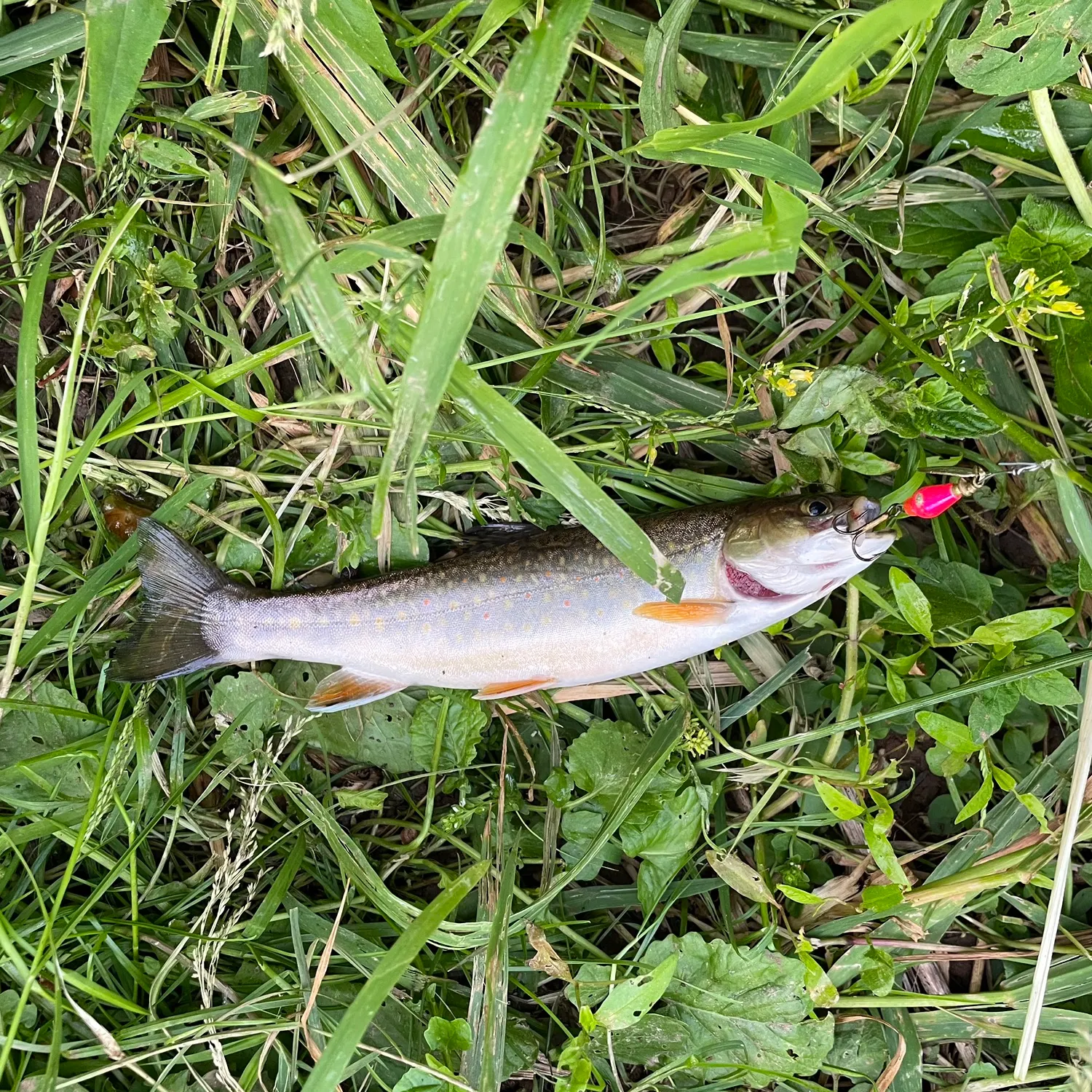 angler catch