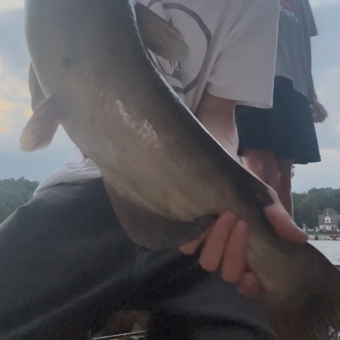 Channel catfish caught on Fishbrain