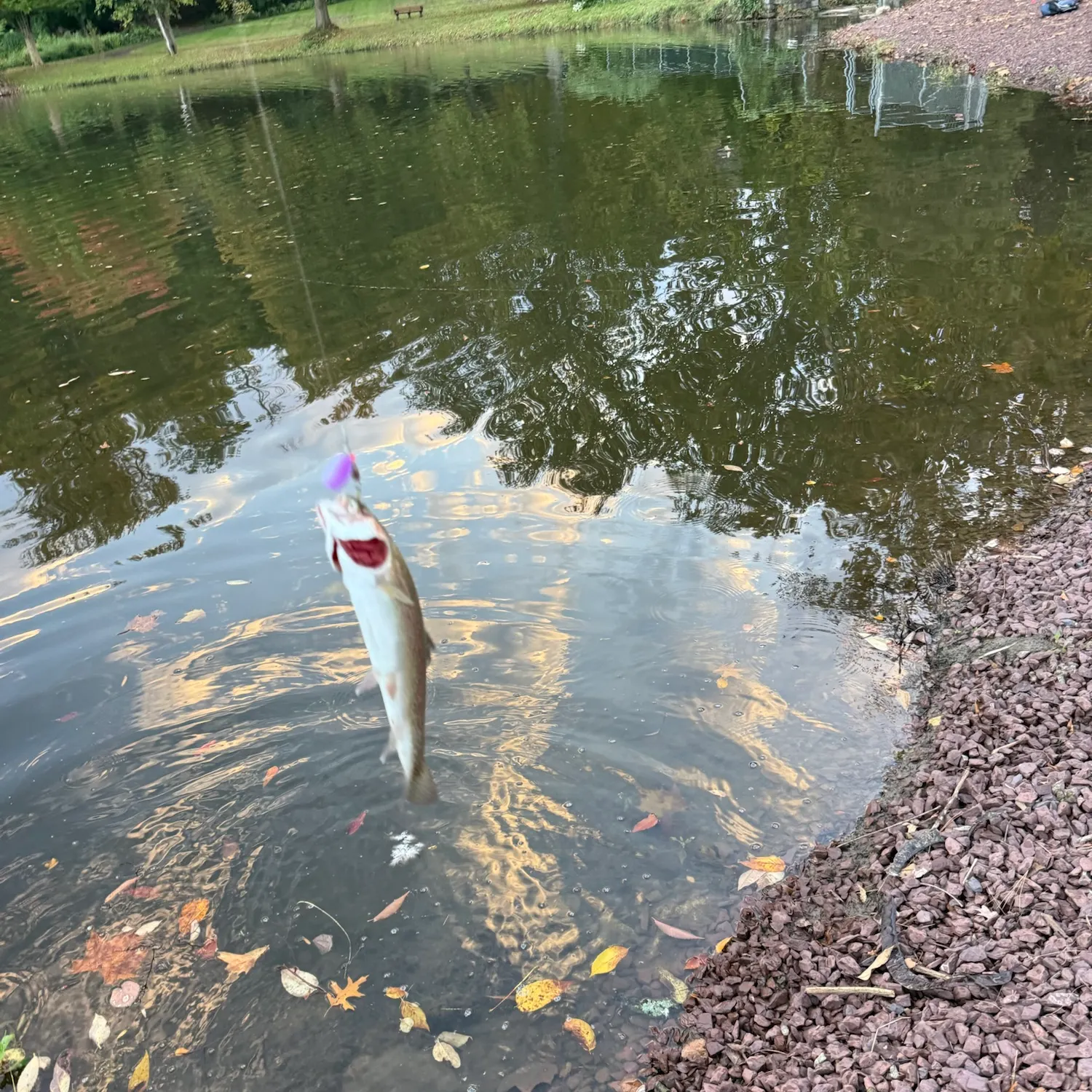 Rainbow trout caught on Fishbrain