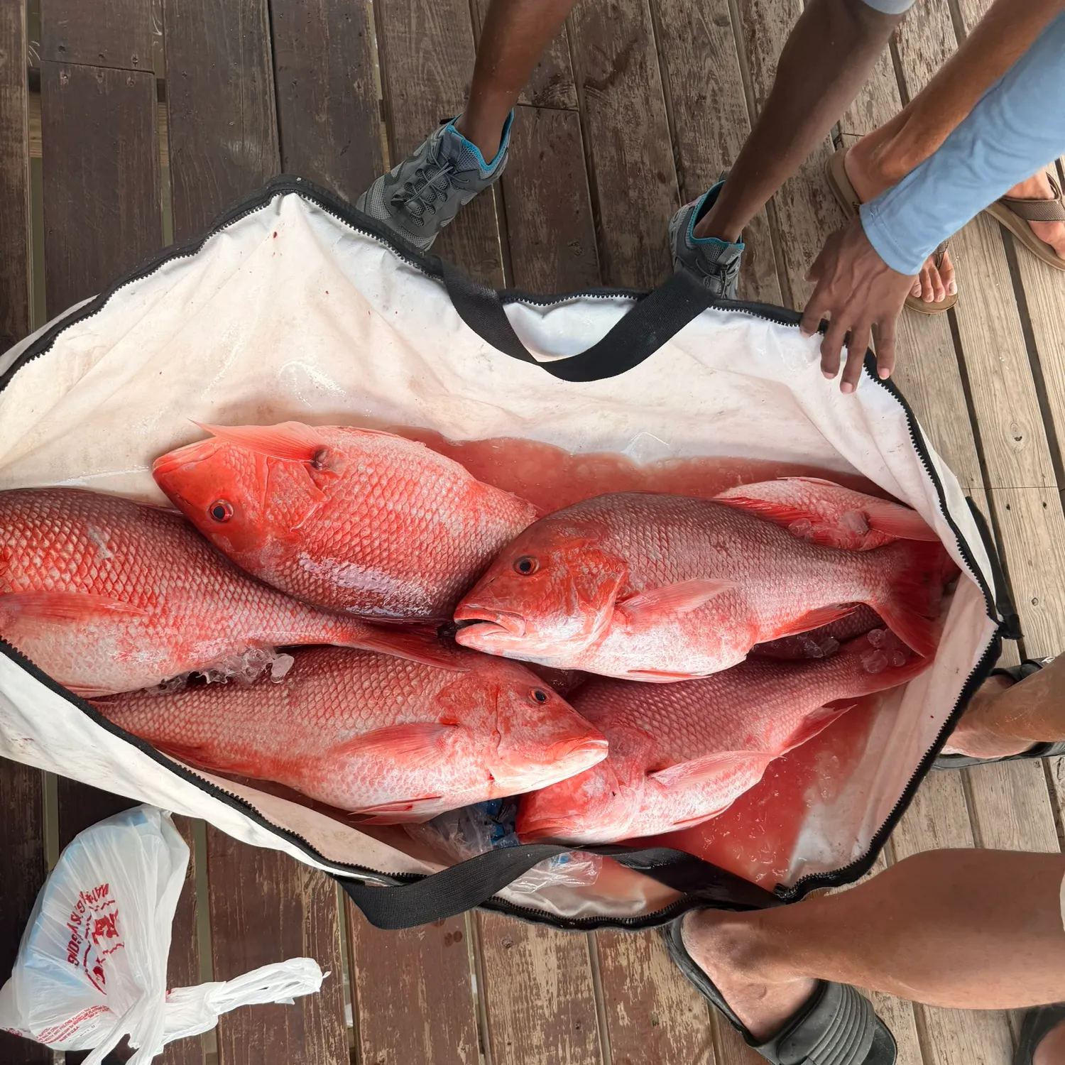 The most recent Northern red snapper catches on Fishbrain