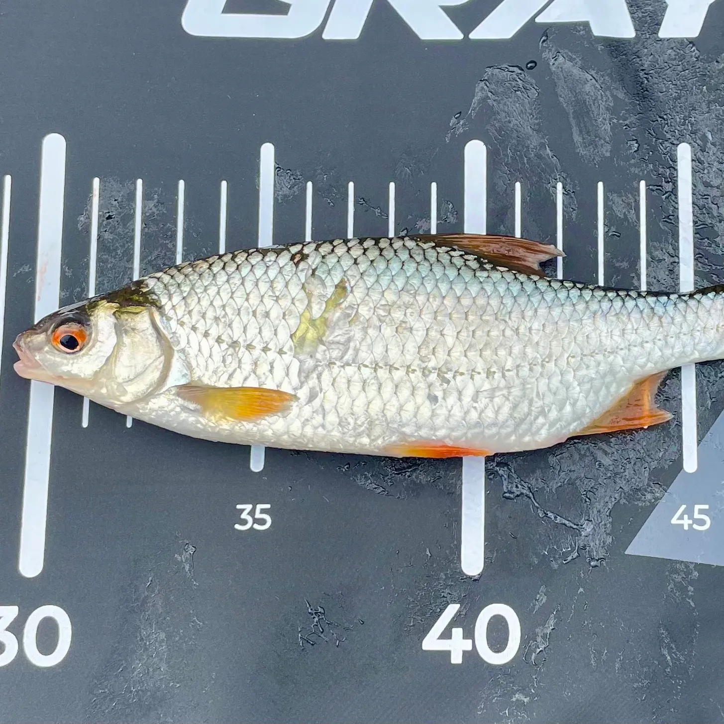 Common roach caught on Fishbrain