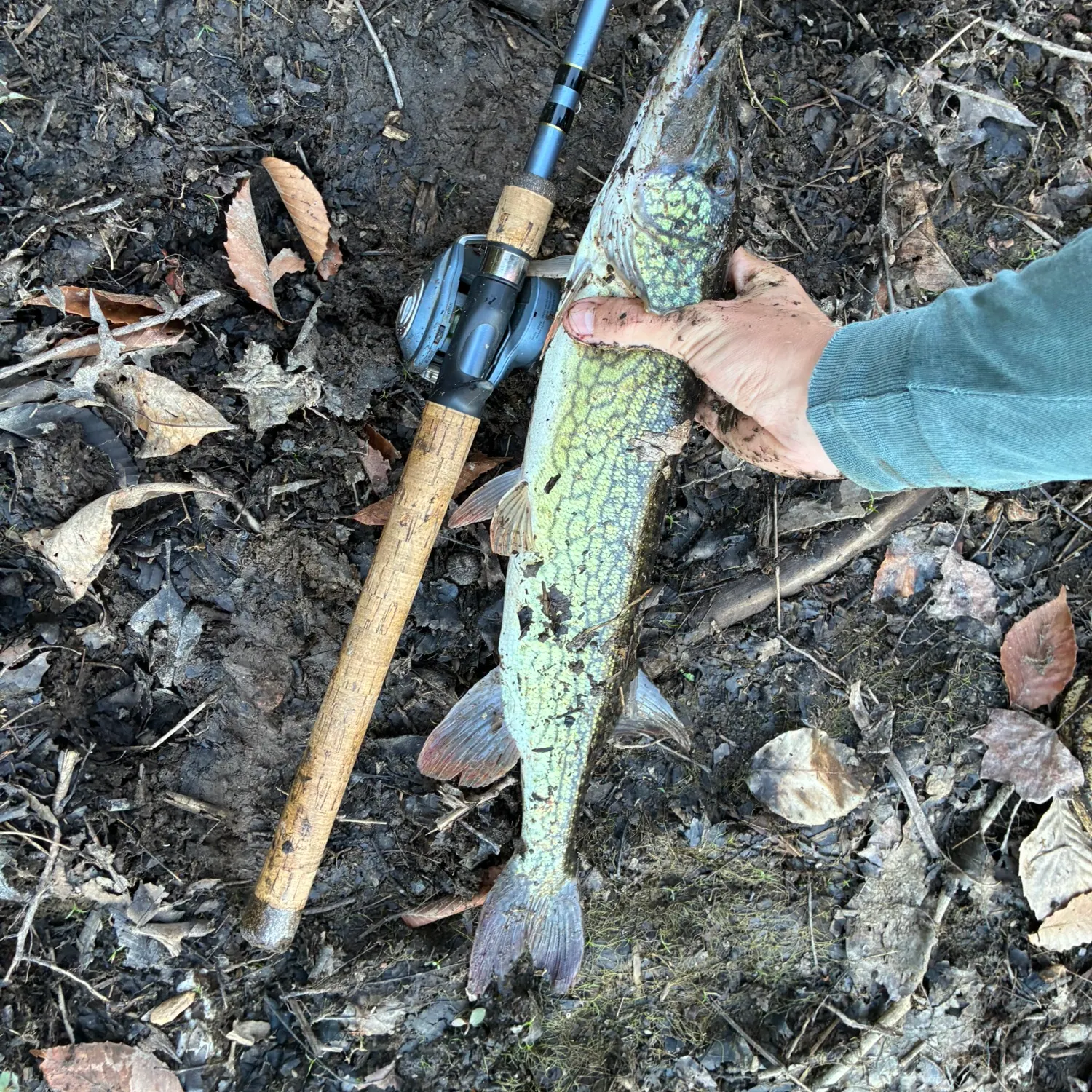 The most recent Chain pickerel catches on Fishbrain