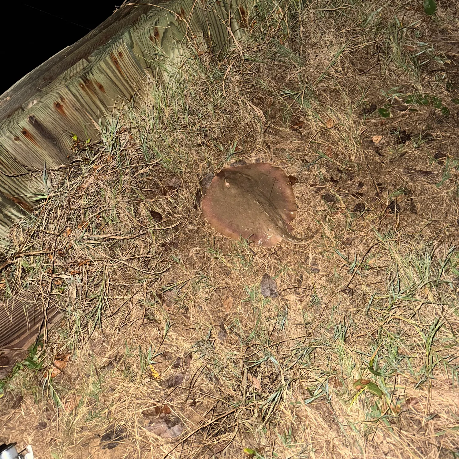 The most recent Atlantic stingray catches on Fishbrain