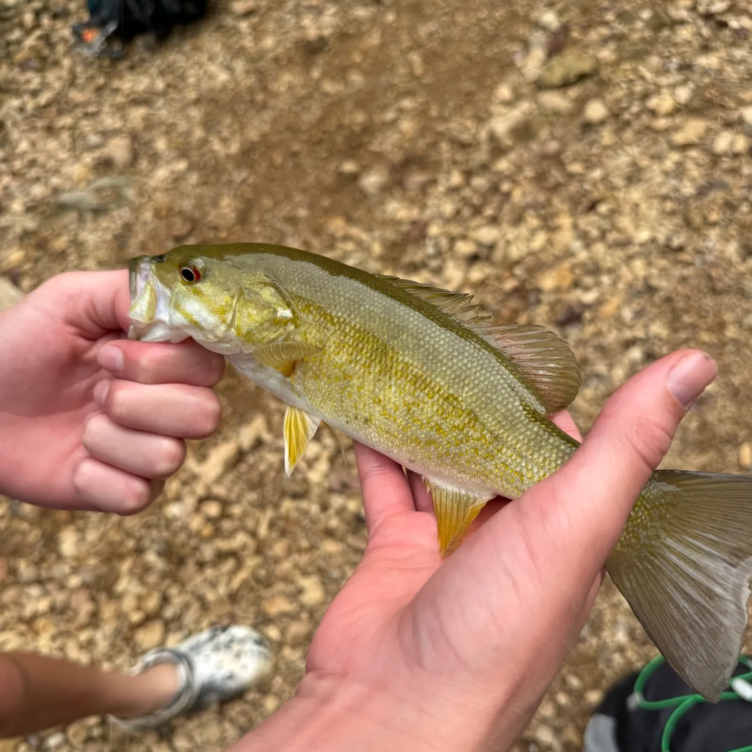 Smallmouth bass caught on Fishbrain