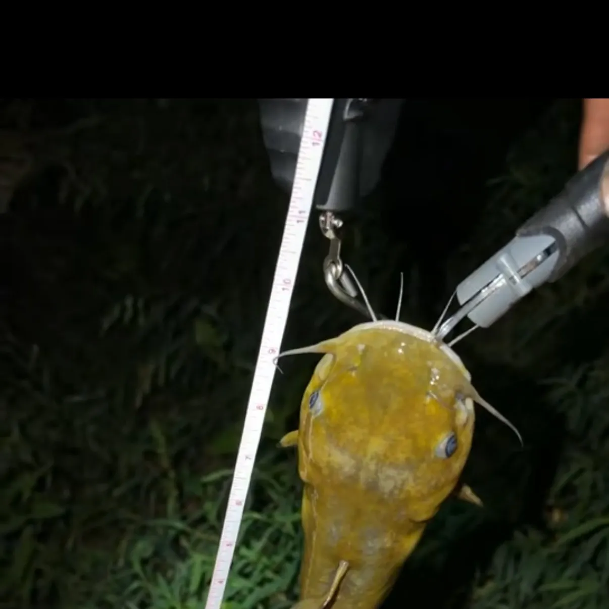 Yellow bullhead caught on Fishbrain