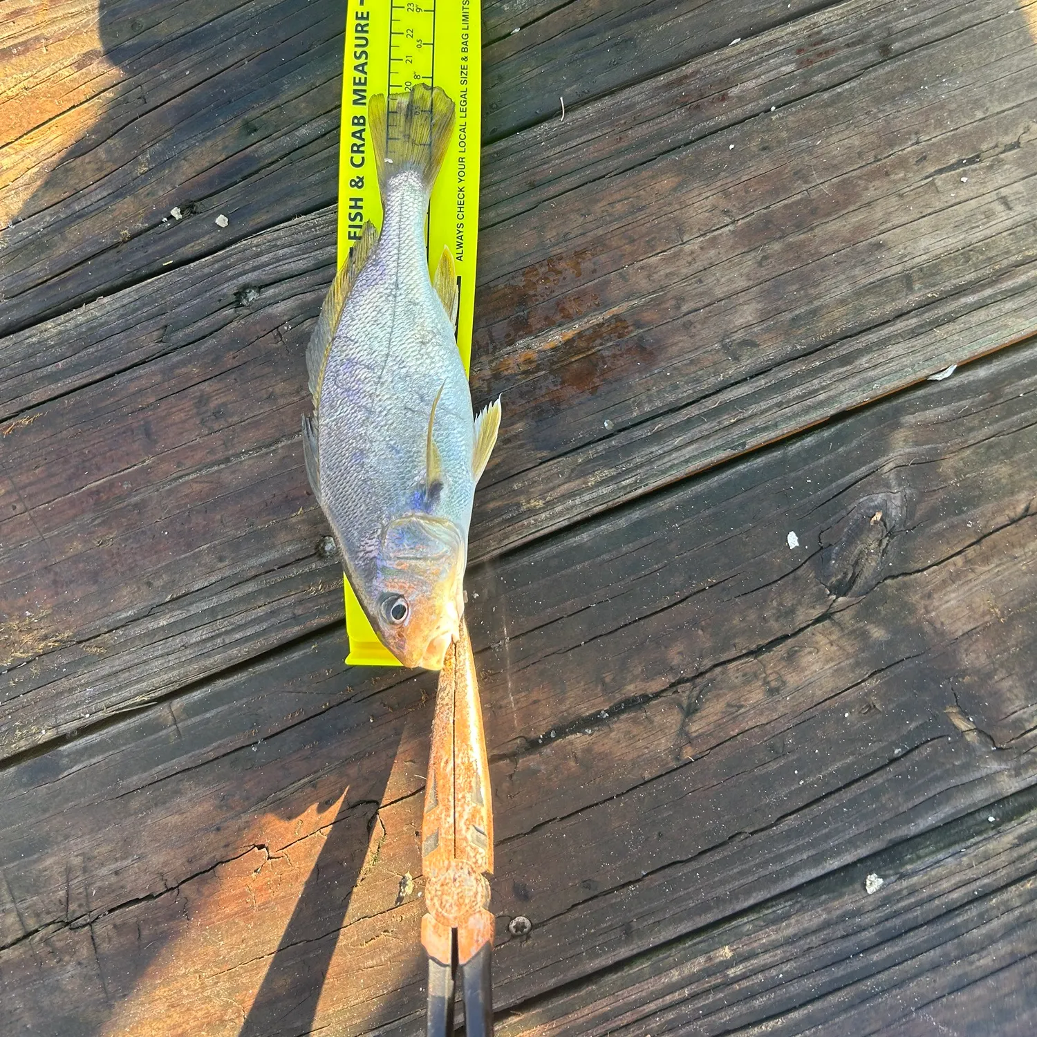 The most recent Atlantic croaker catches on Fishbrain