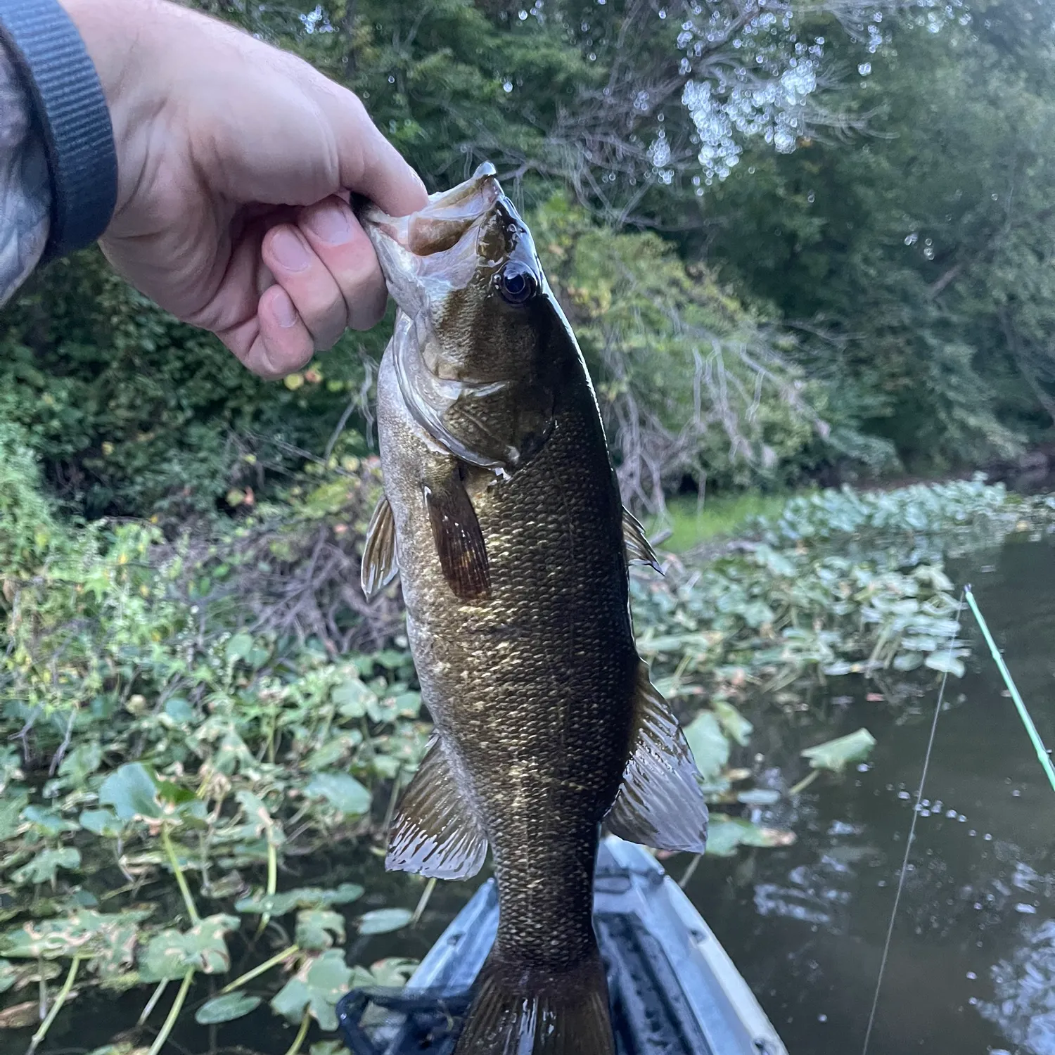 Smallmouth bass caught on Fishbrain