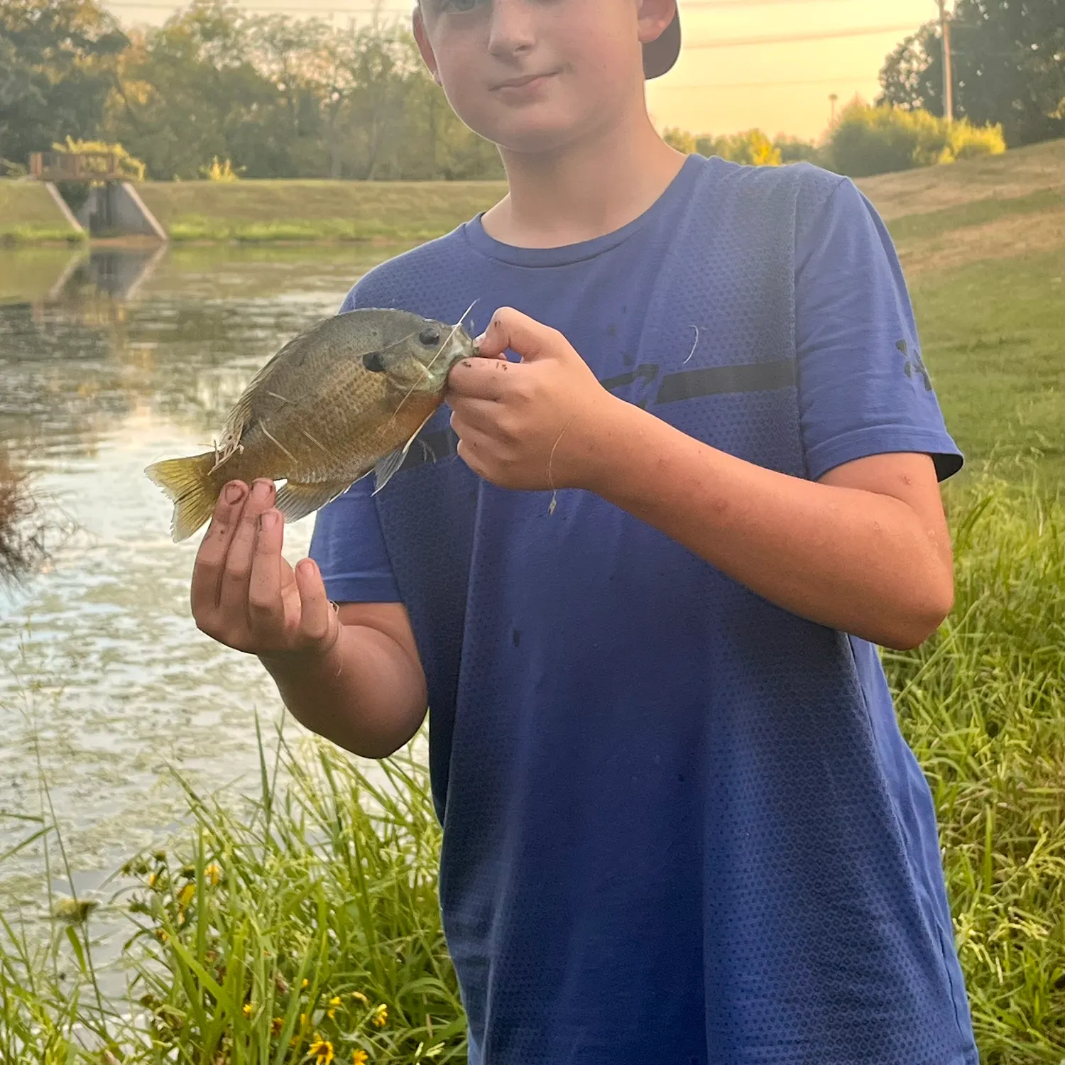 Bluegill caught on Fishbrain