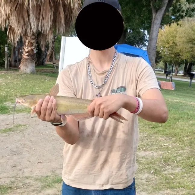 Yellow bullhead caught on Fishbrain