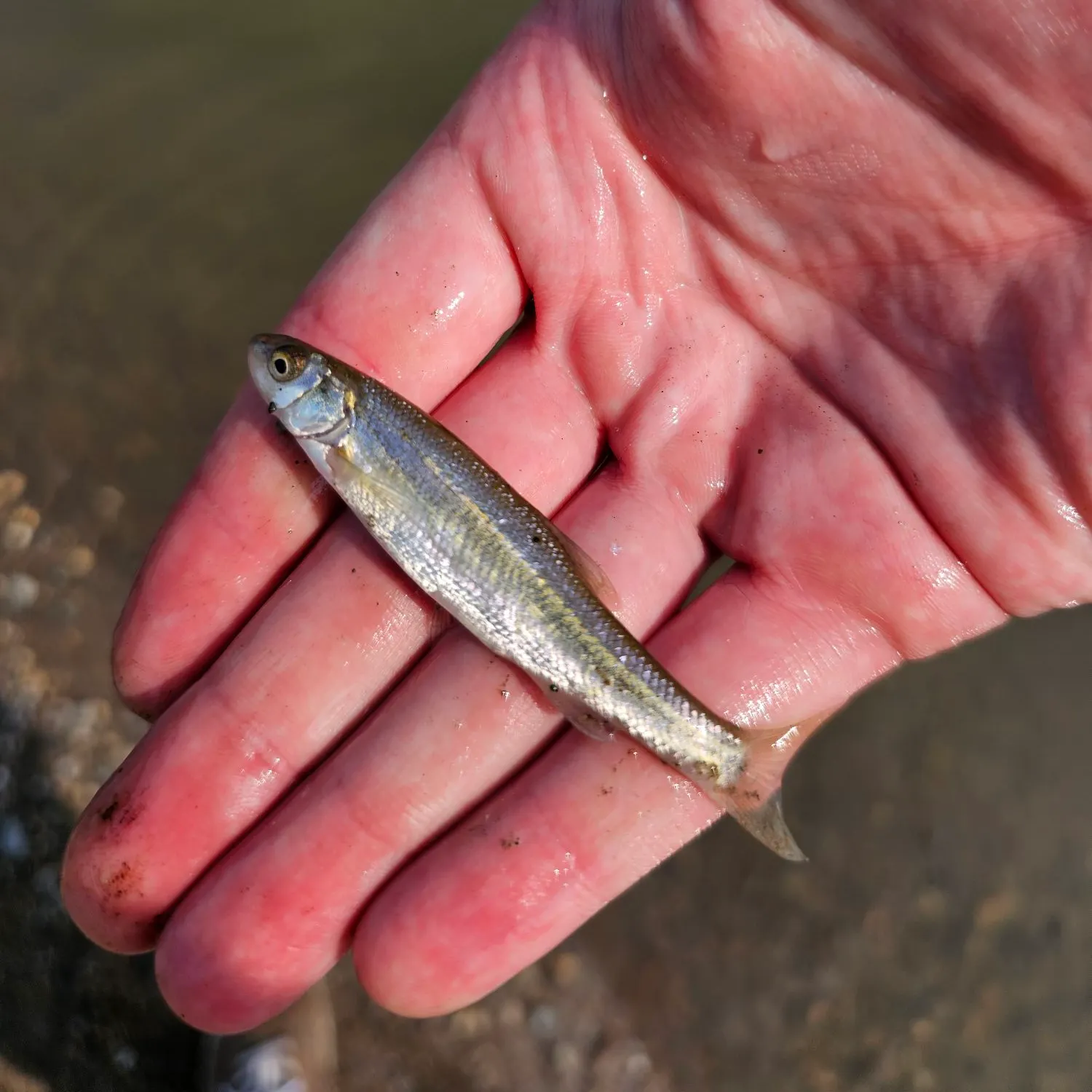 Creek chub caught on Fishbrain