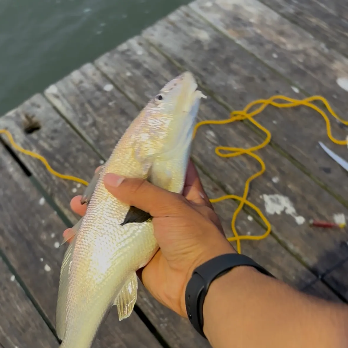 The most recent Gulf kingcroaker catches on Fishbrain