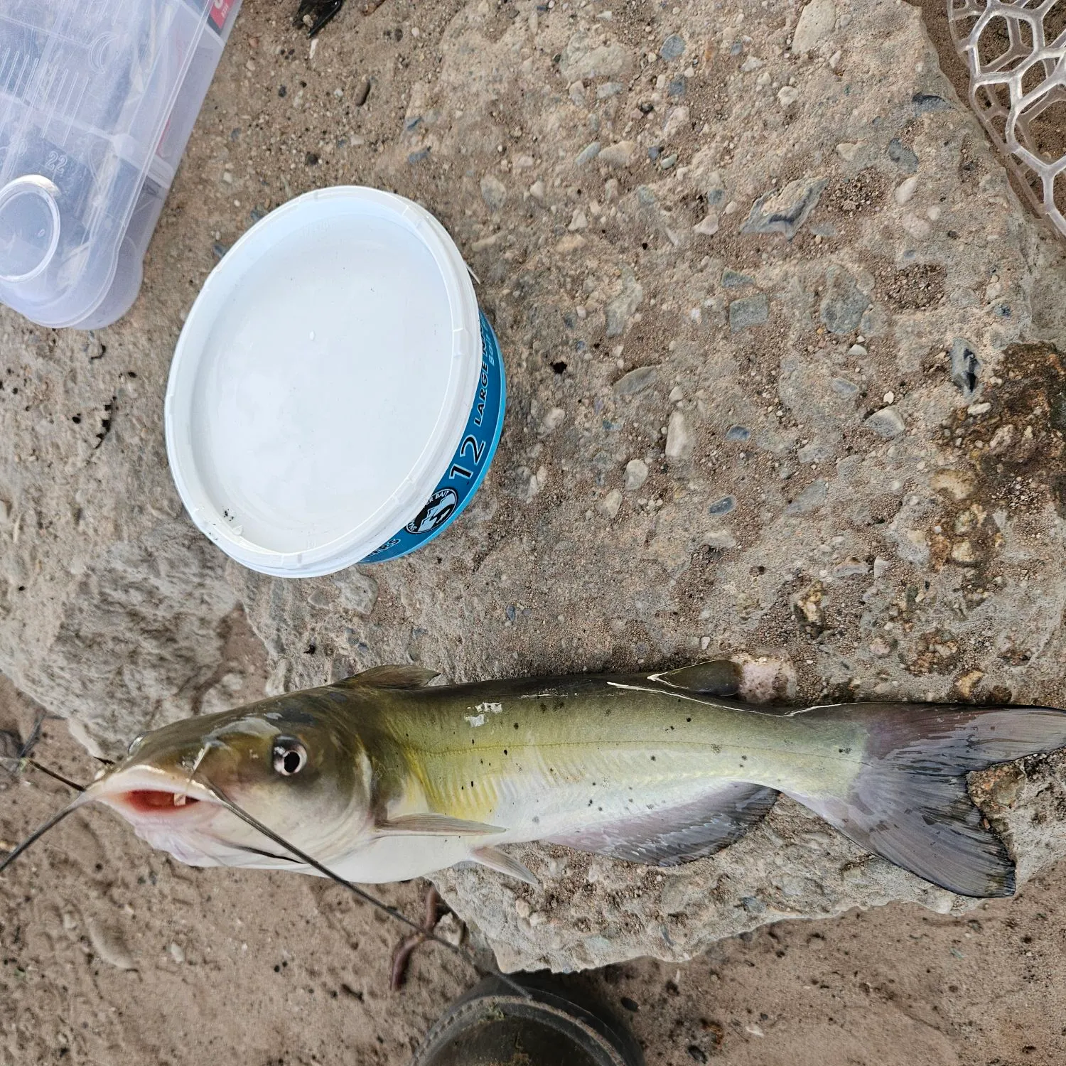 Channel catfish caught on Fishbrain