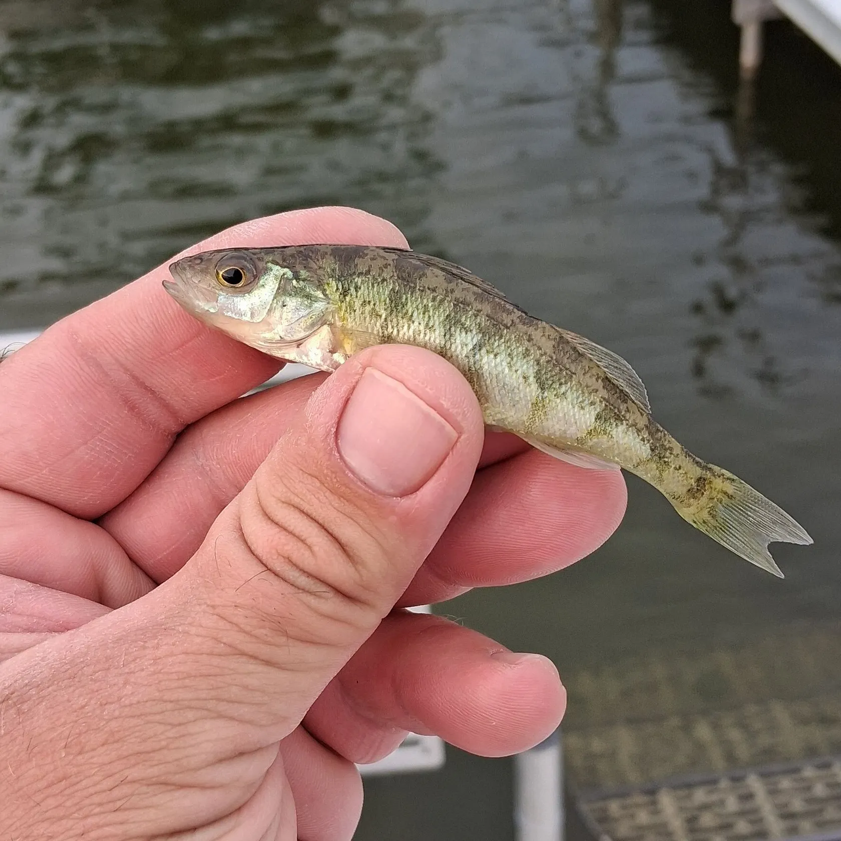 Yellow perch caught on Fishbrain