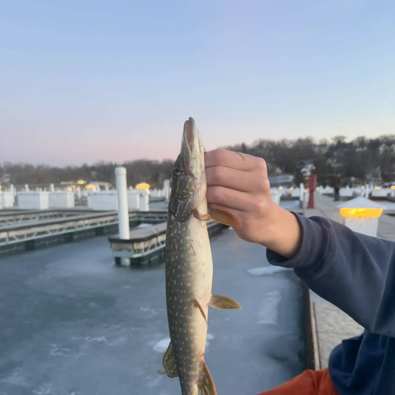 The most recent Northern pike catches on Fishbrain