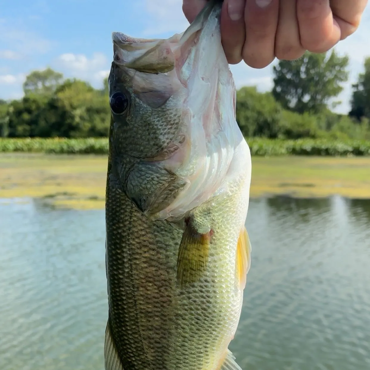 Largemouth bass caught on Fishbrain