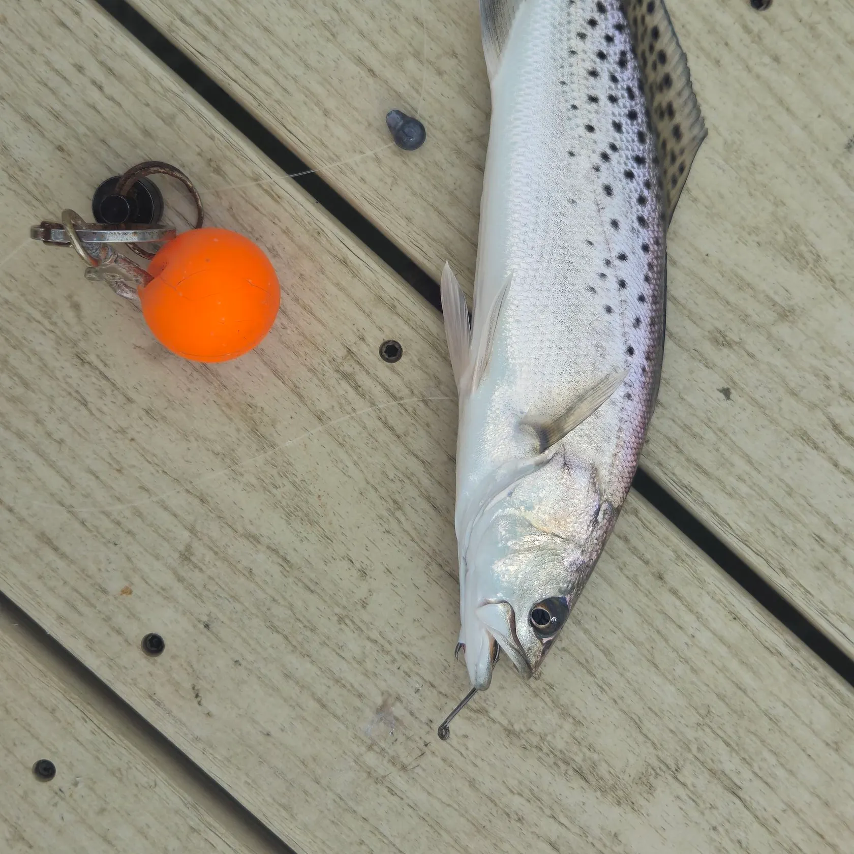 Spotted seatrout caught on Fishbrain