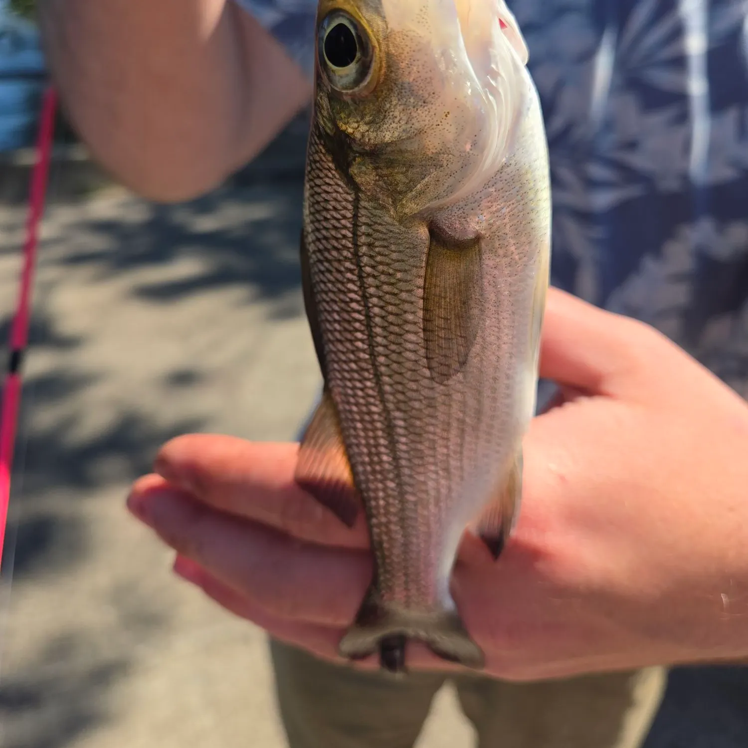 White perch caught on Fishbrain