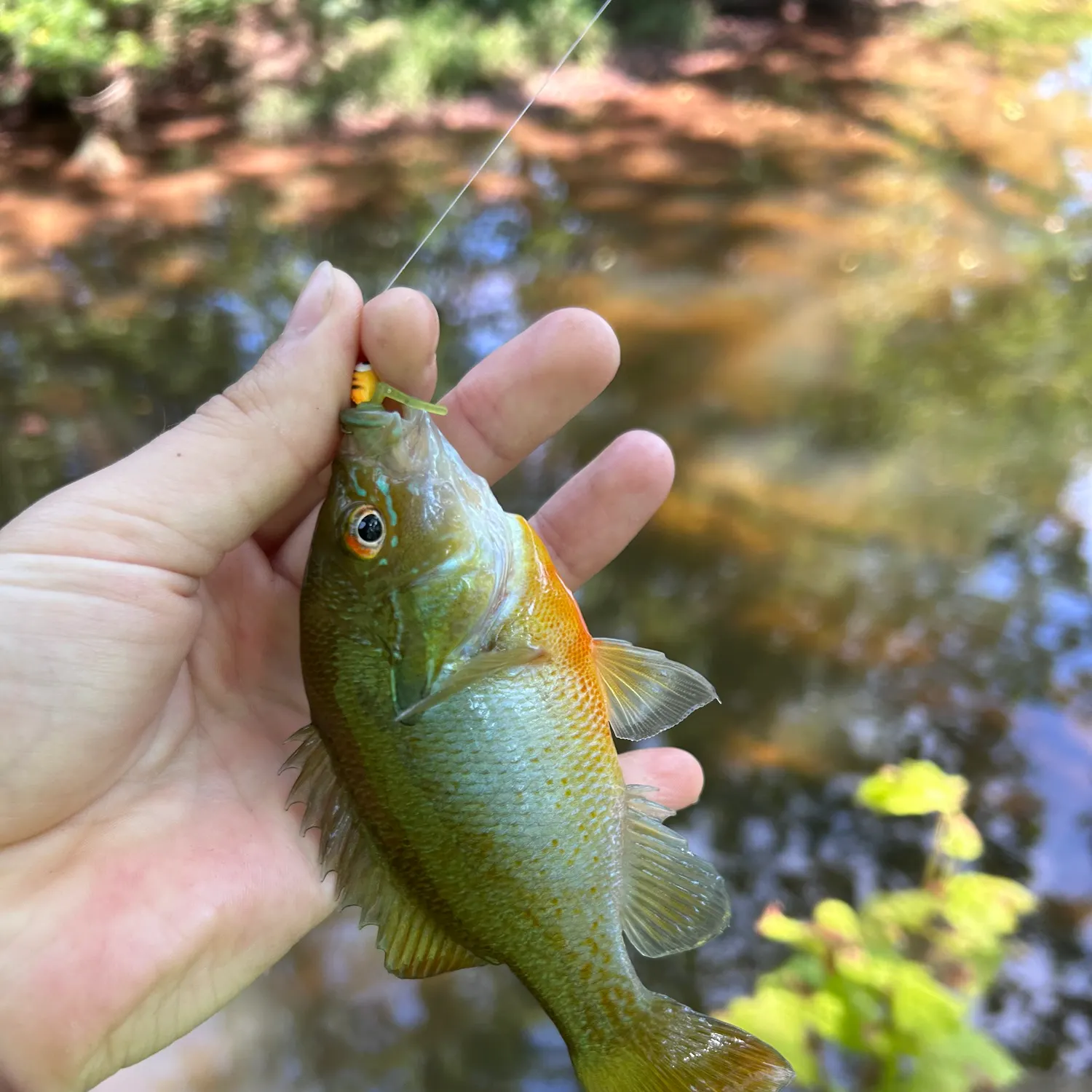 Redbreast sunfish caught on Fishbrain