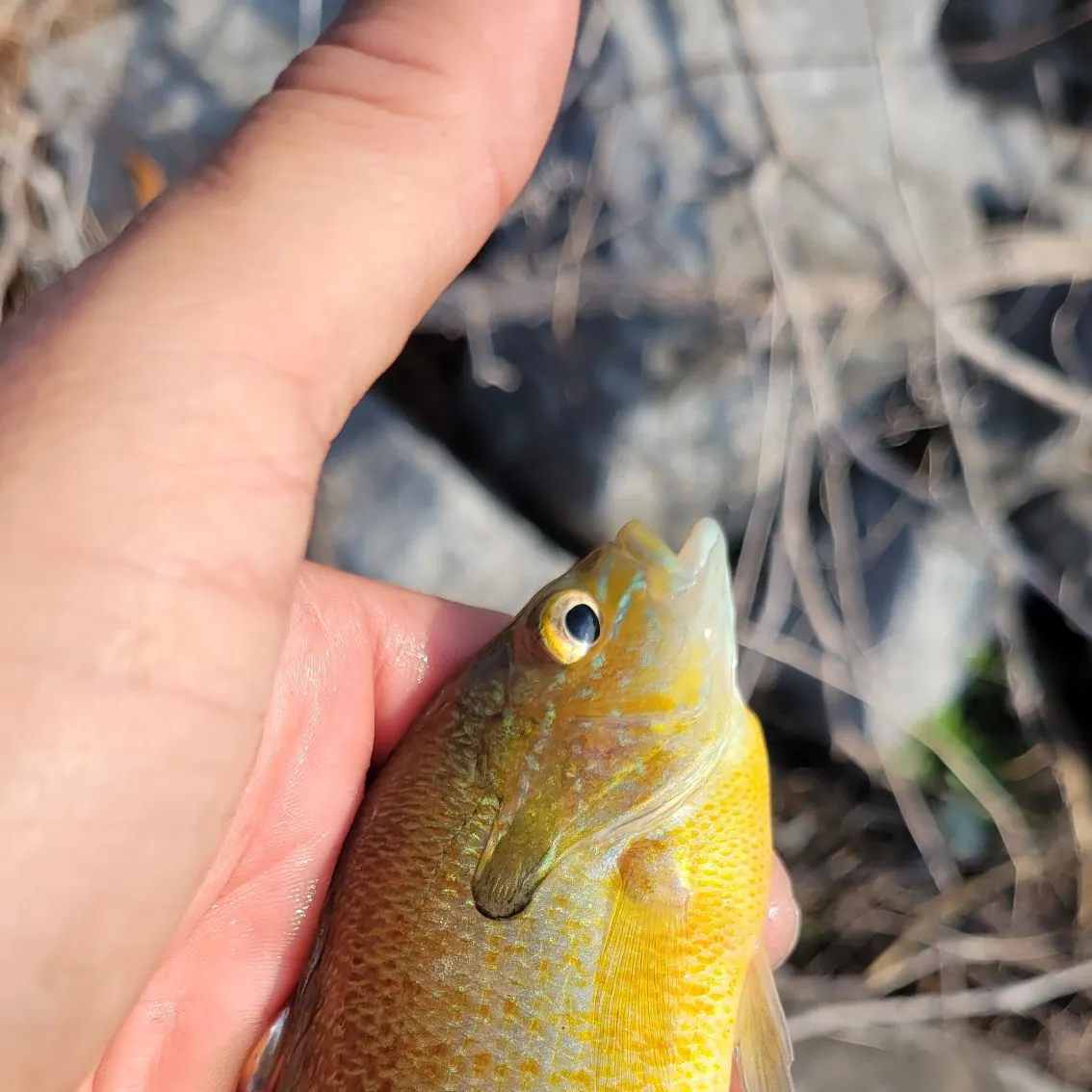 Redbreast sunfish caught on Fishbrain