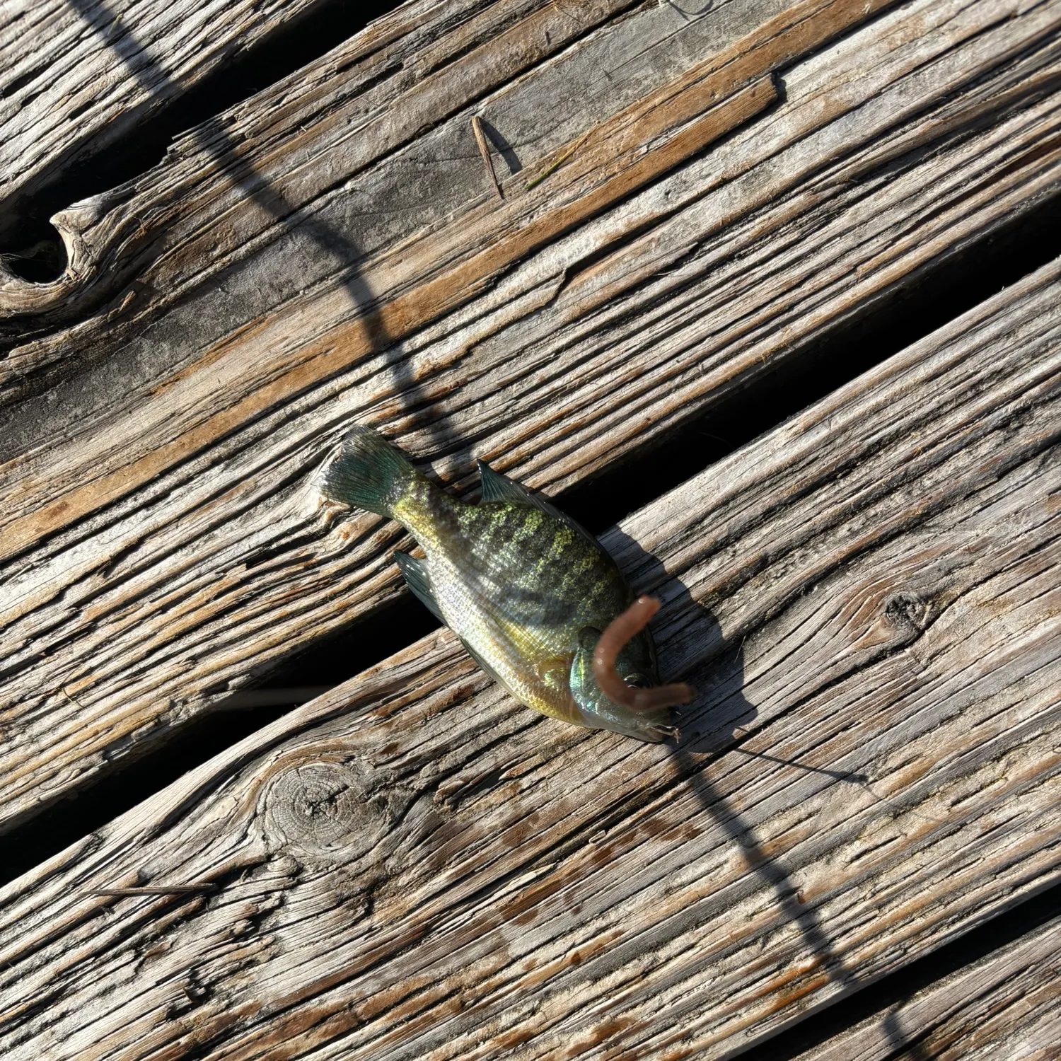 Bluegill caught on Fishbrain