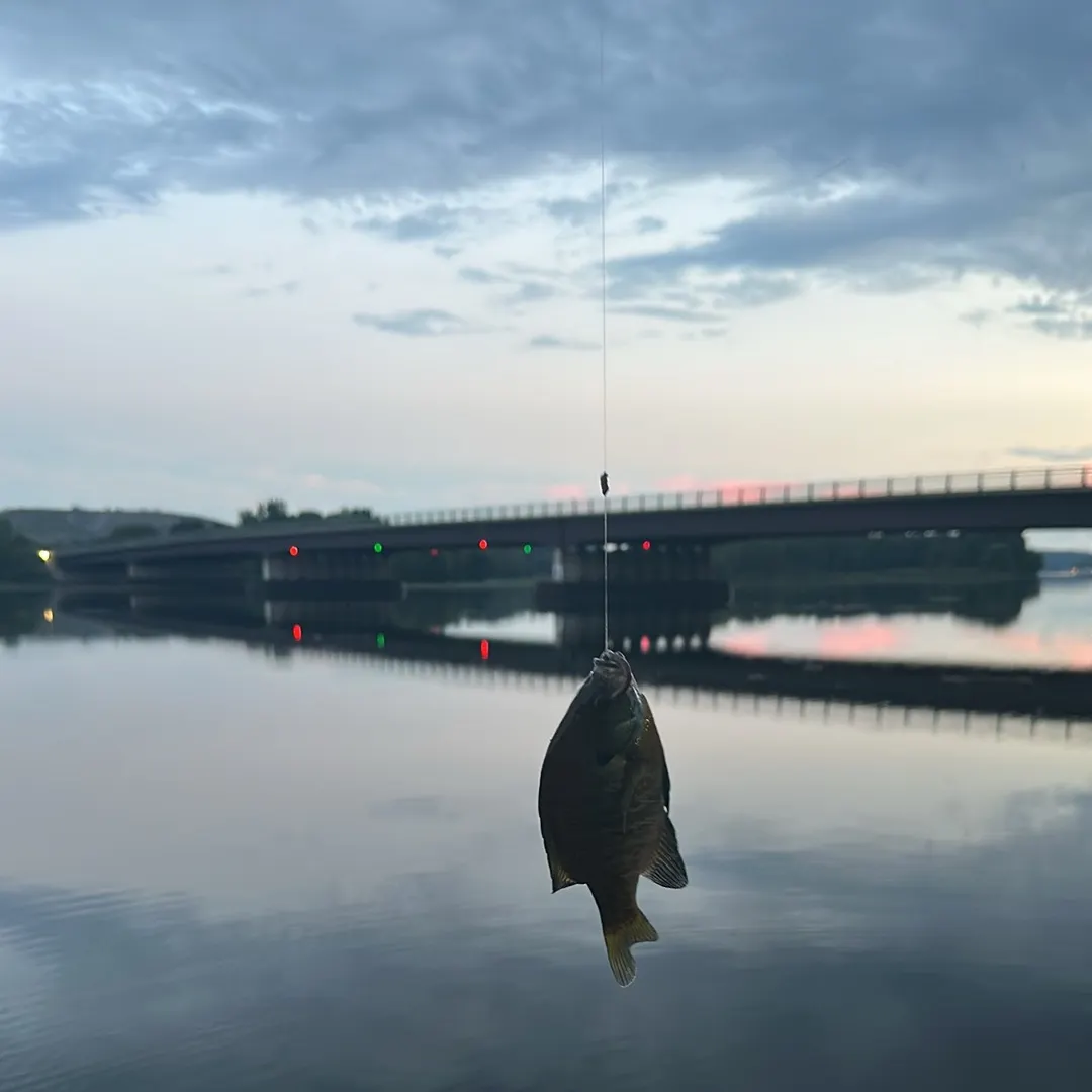 The most recent Northern sunfish catches on Fishbrain