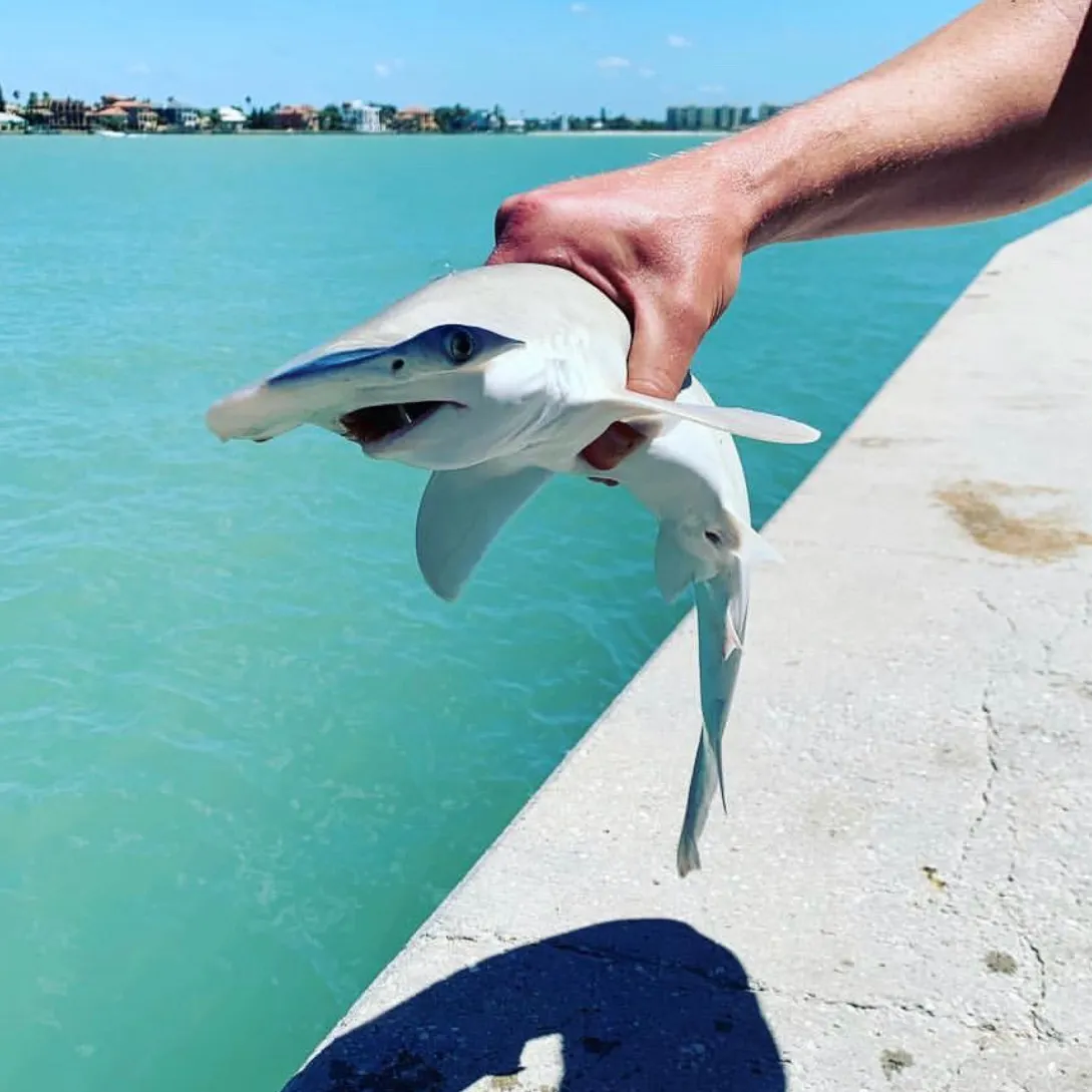 The most recent Scalloped hammerhead shark catches on Fishbrain