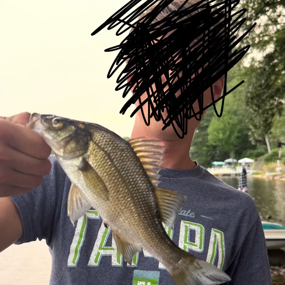 White perch caught on Fishbrain