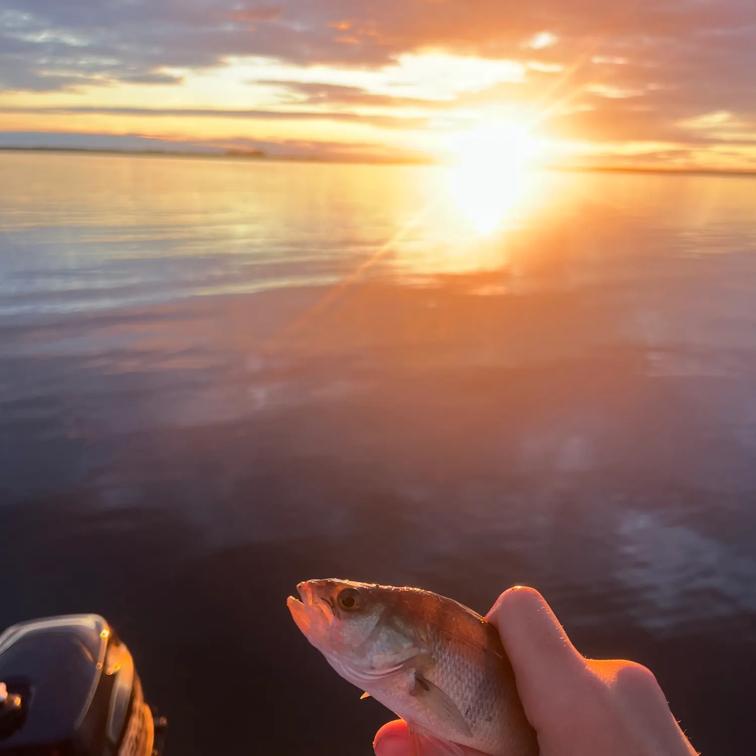 European perch caught on Fishbrain
