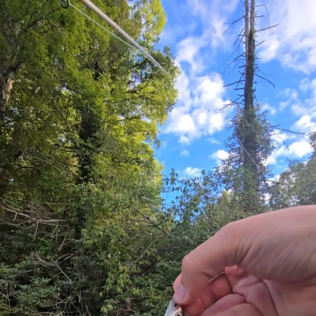 Warpaint shiner caught on Fishbrain