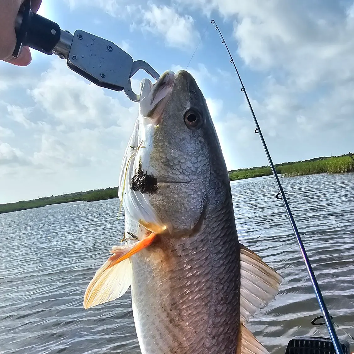 Red drum caught on Fishbrain