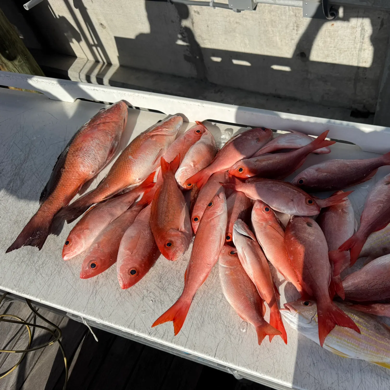 The most recent Vermilion snapper catches on Fishbrain