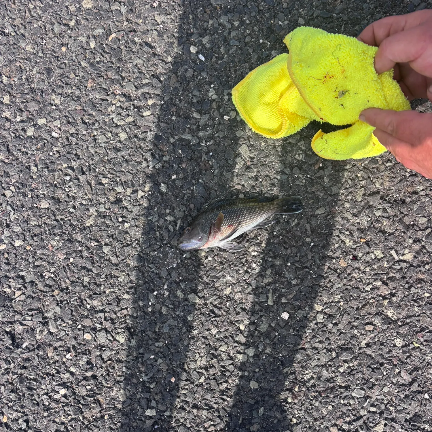 Black sea bass caught on Fishbrain