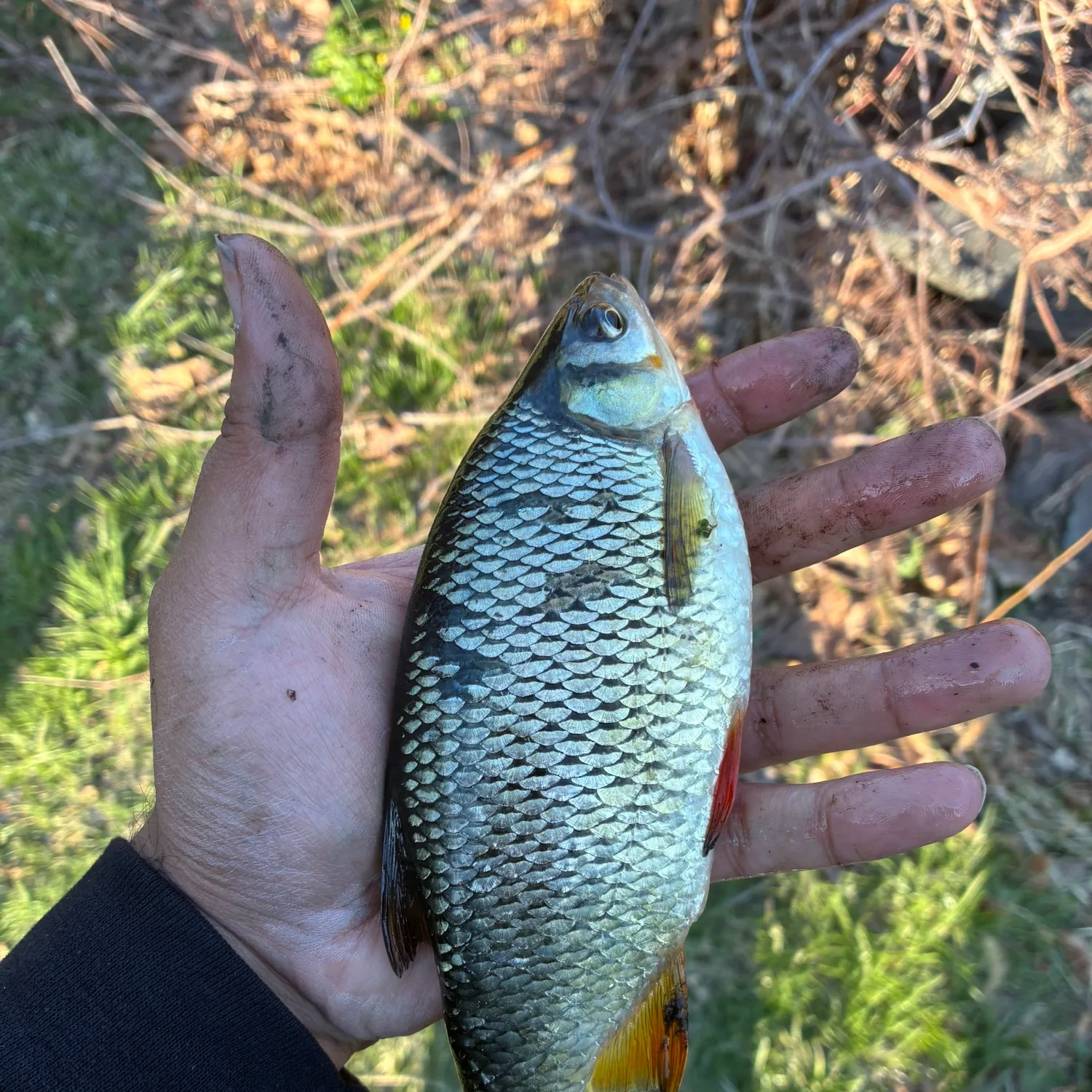 The most recent Golden shiner catches on Fishbrain