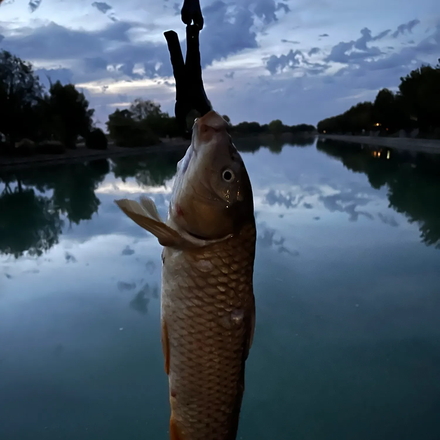 Common carp caught on Fishbrain