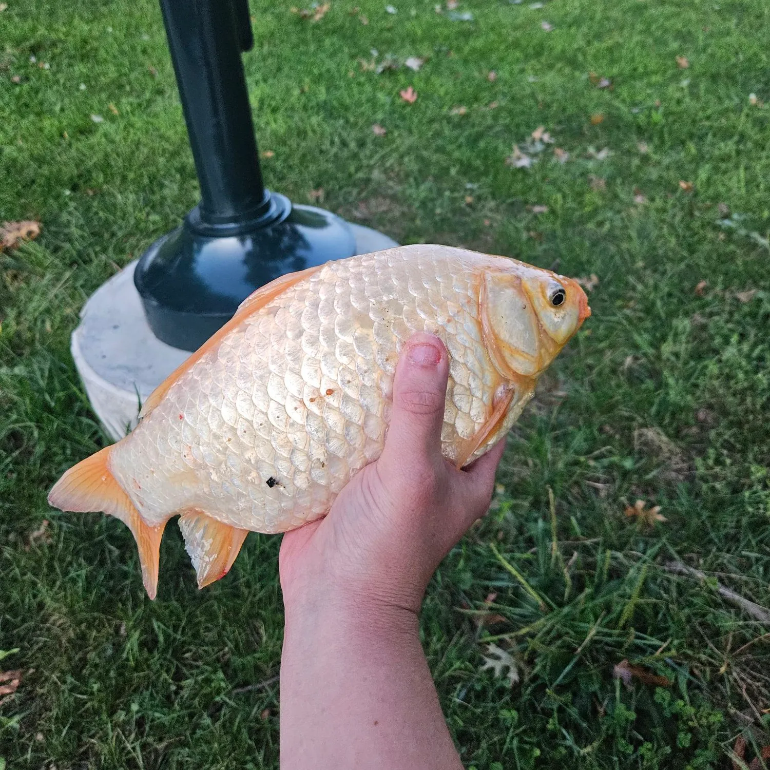 Goldfish caught on Fishbrain
