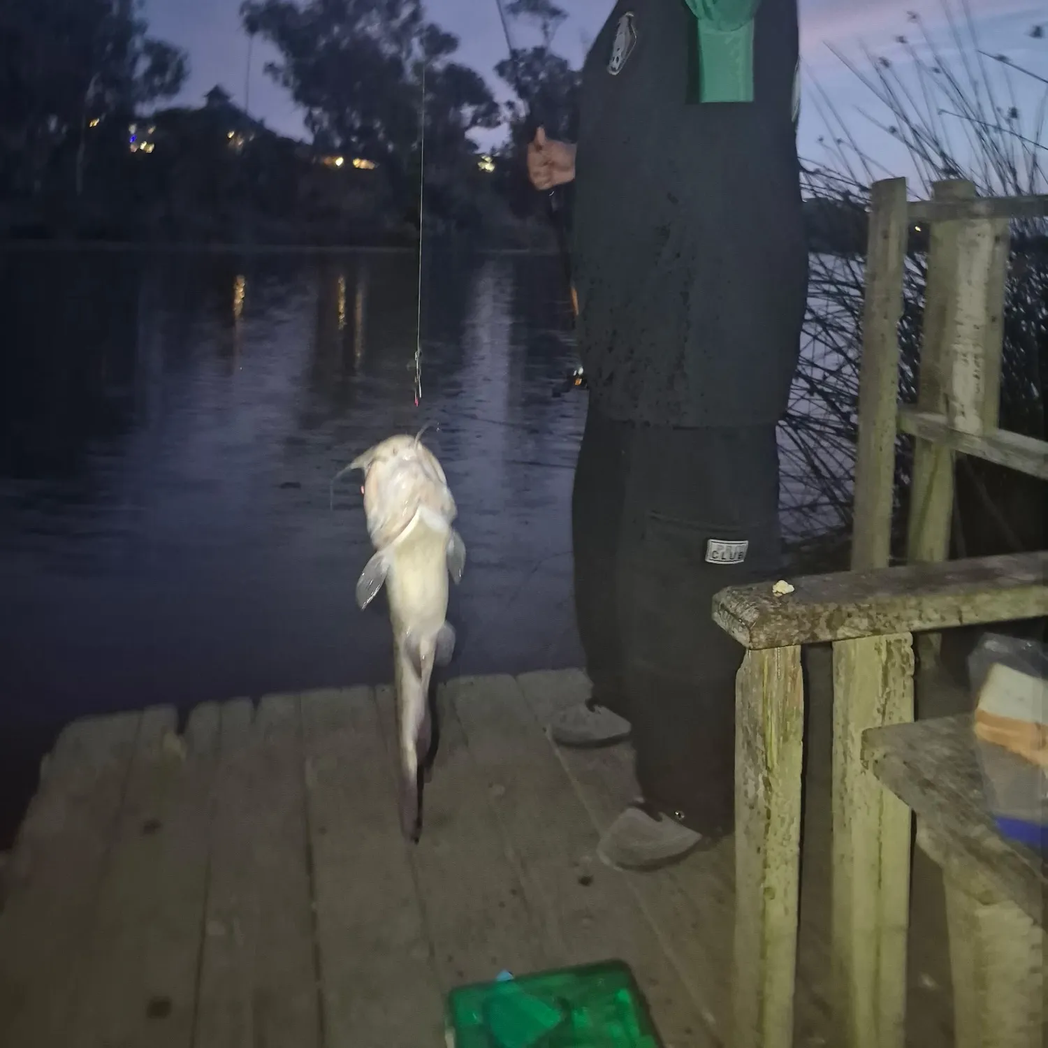 Channel catfish caught on Fishbrain