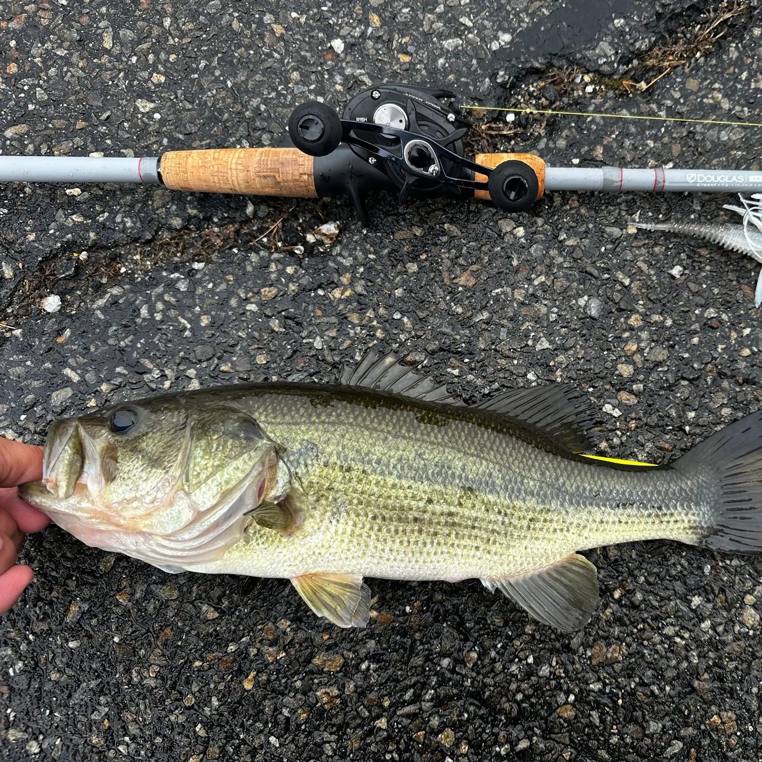 Largemouth bass caught on Fishbrain