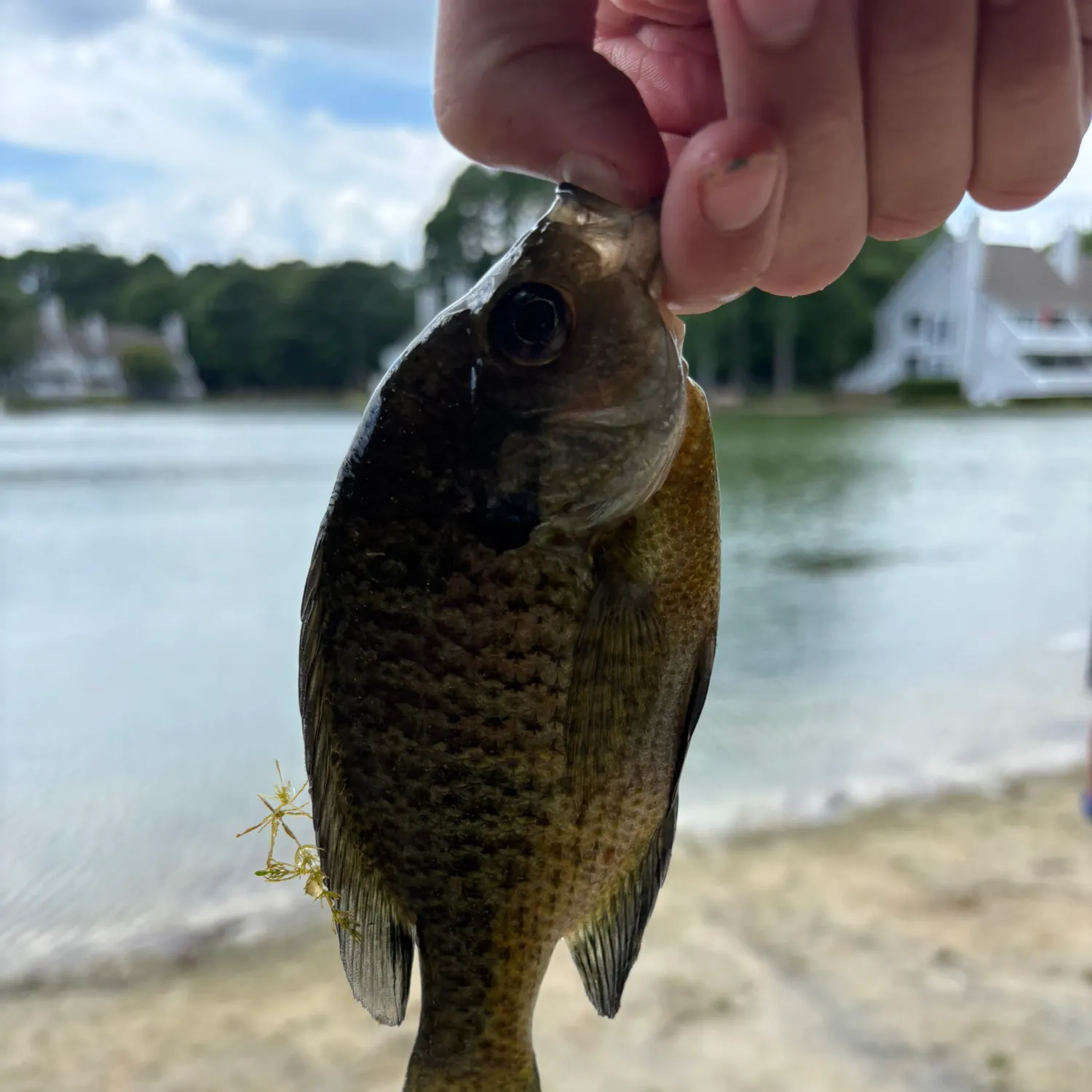 Bluegill caught on Fishbrain